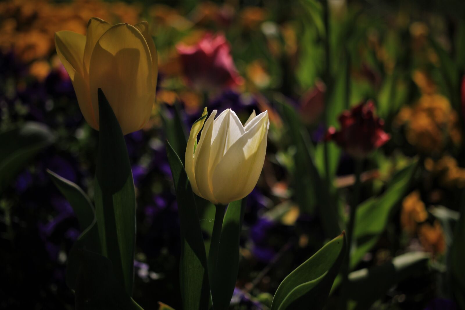 Canon EF-S 35mm F2.8 Macro IS STM sample photo. Tulip, spring, garden photography