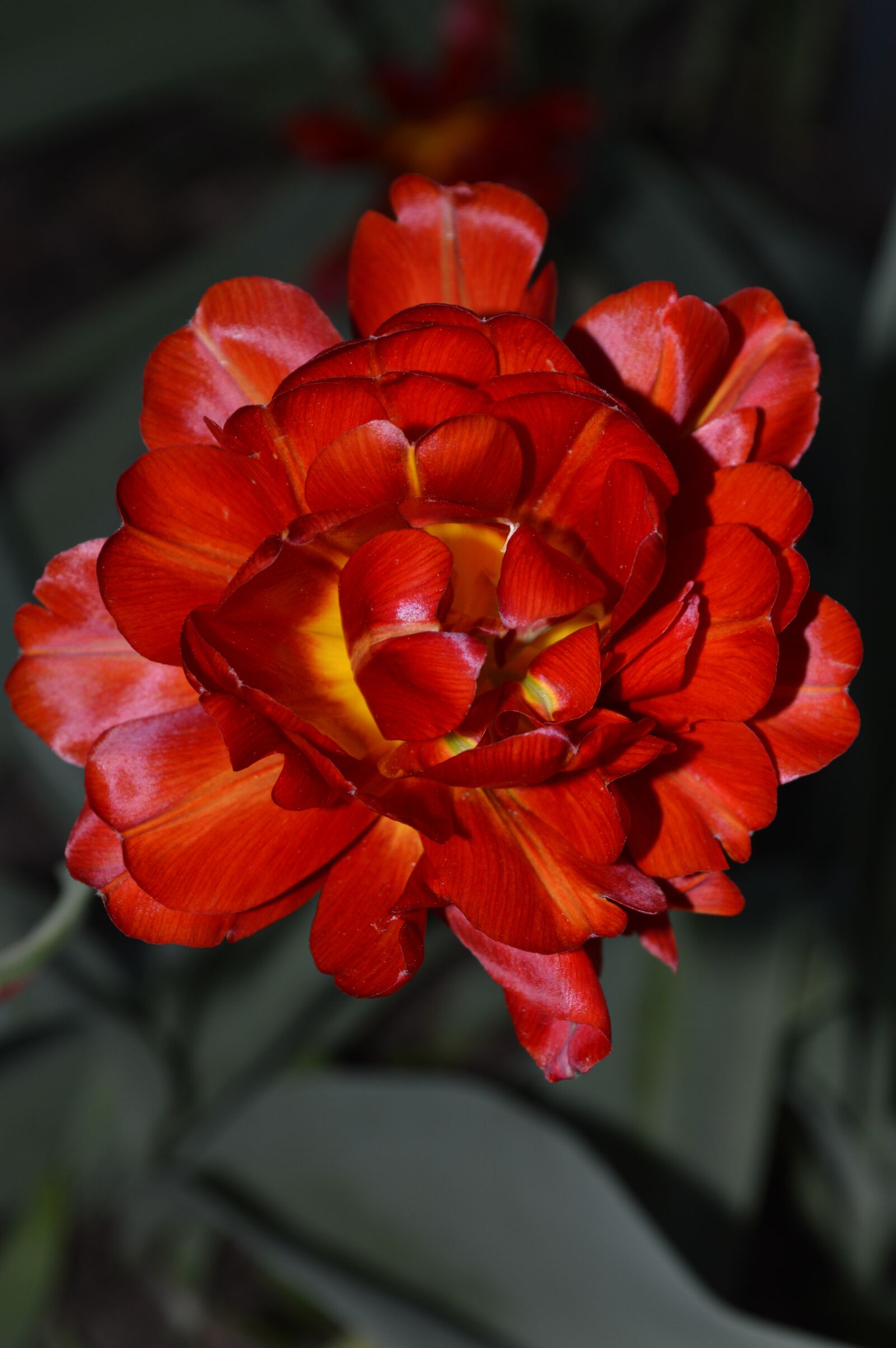 Nikon D3200 sample photo. Flower, red flower, beautiful photography