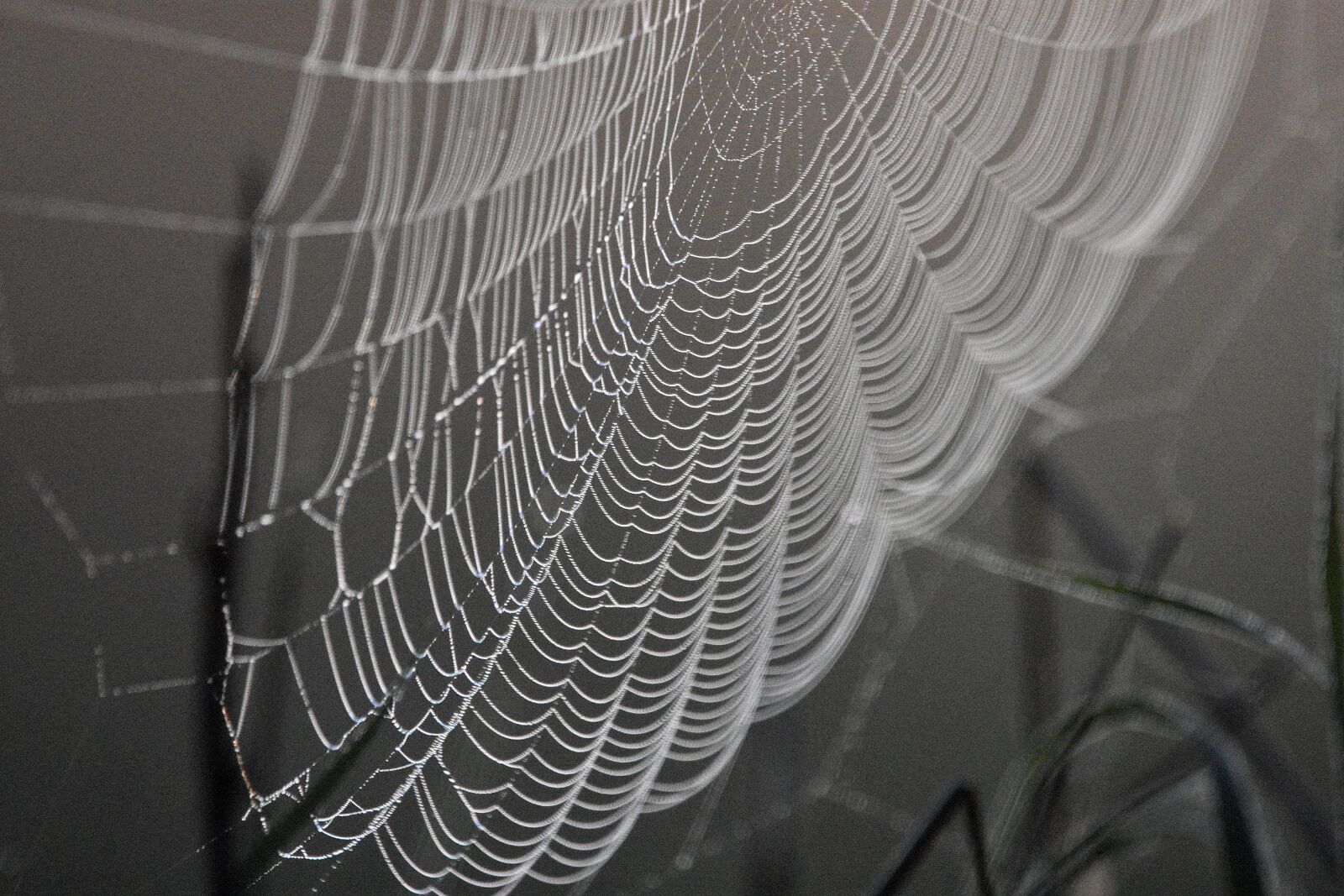 Nikon D3400 sample photo. Cobweb, spiderweb, arachnid photography