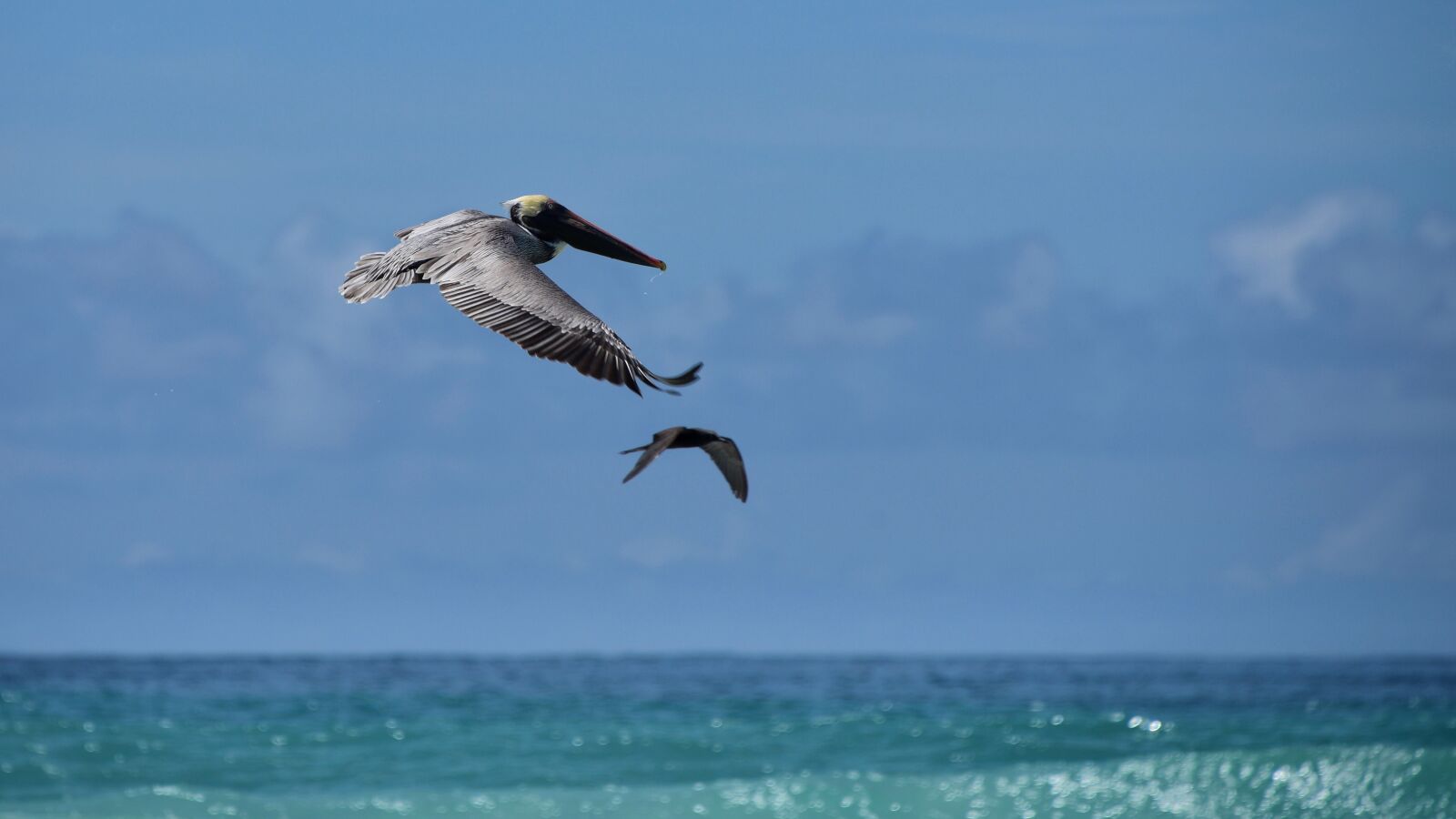 Nikon D810 sample photo. Birds, flying, peicans photography