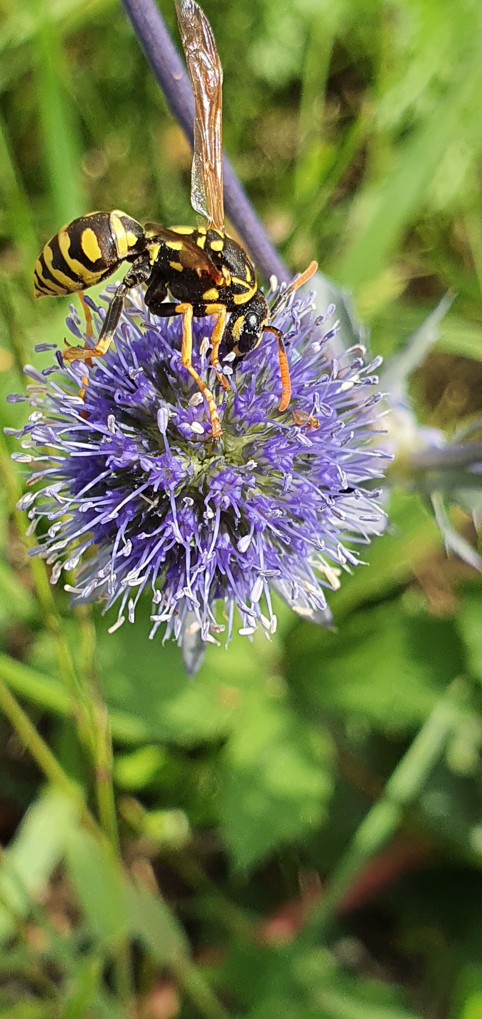 Samsung Galaxy S10+ sample photo. Field wasp, insect, nature photography