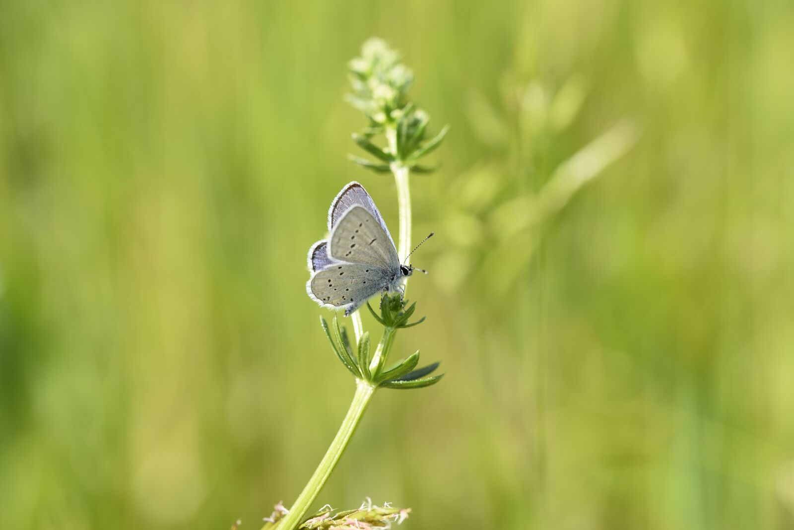 Nikon D750 sample photo. Butterfly, spring, nature photography