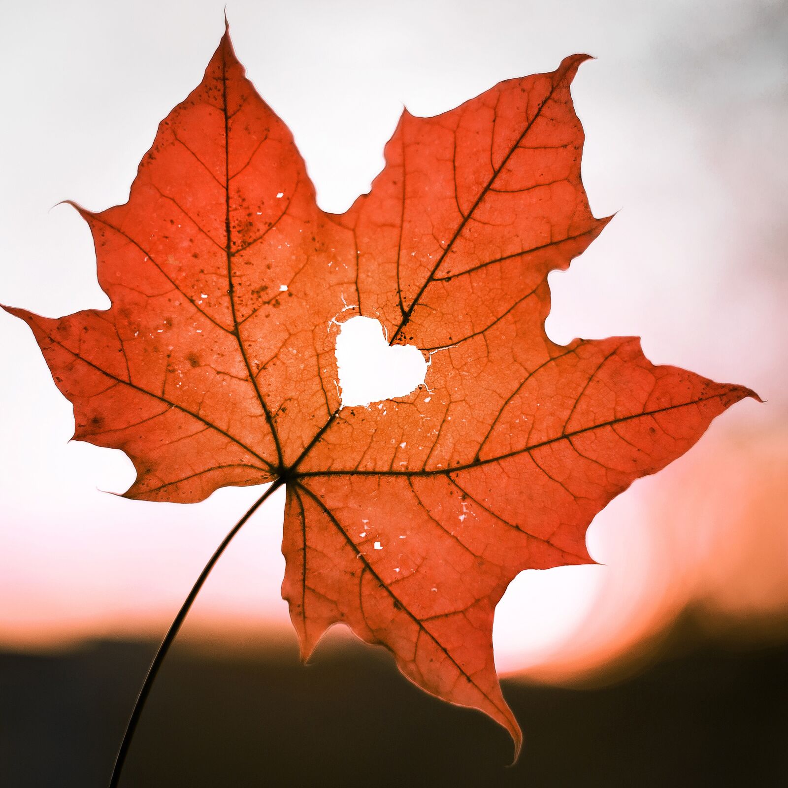 Canon EF 50mm F1.4 USM sample photo. Leaf, heart, love photography