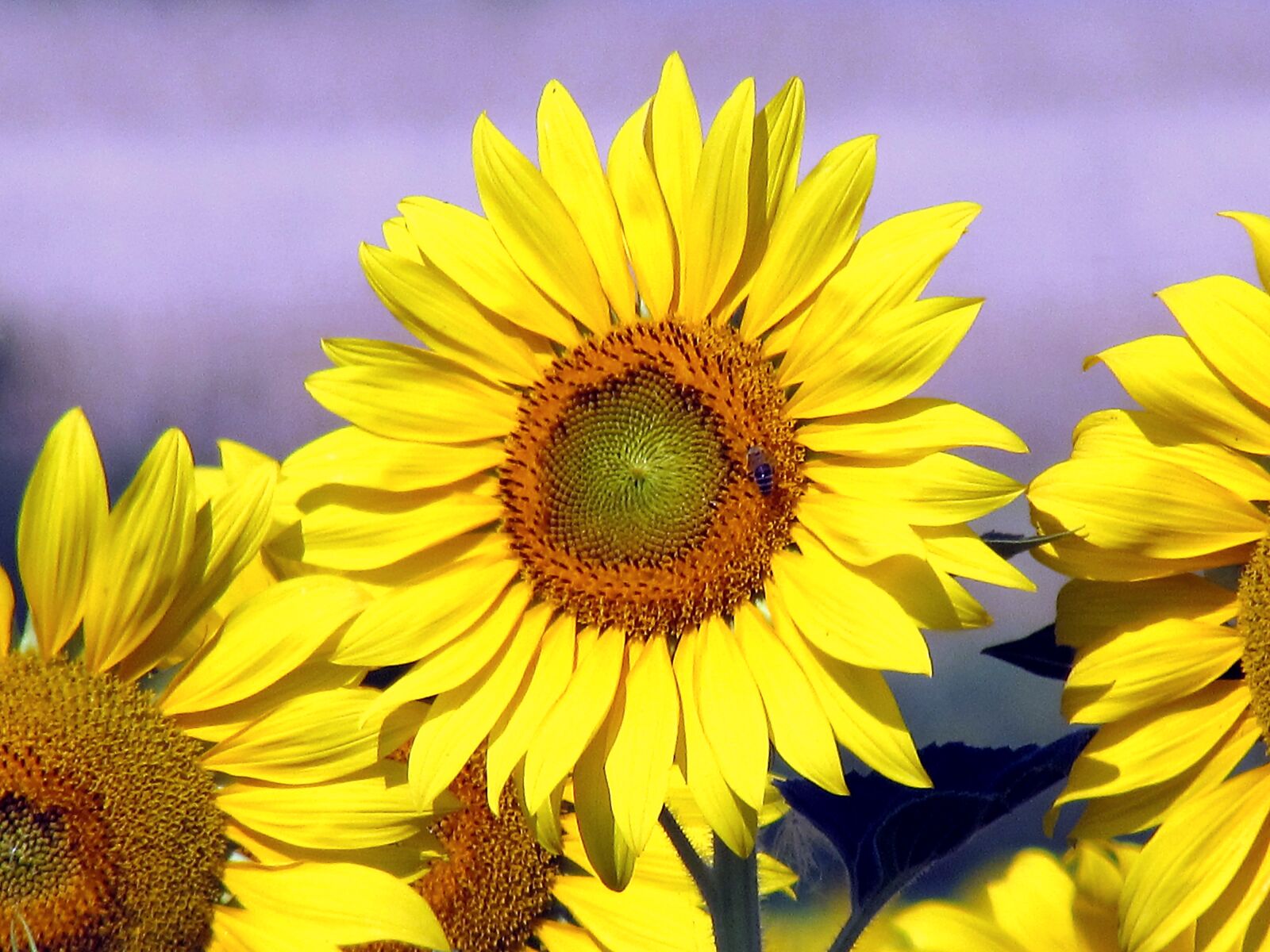 Canon PowerShot SX510 HS sample photo. Sunflower, sunflower, field, sunflowers photography