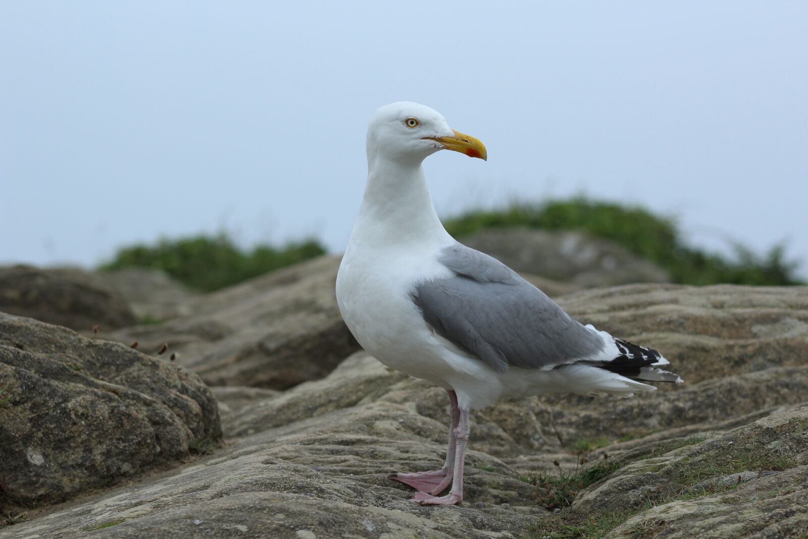 Canon EF75-300mm f/4-5.6 sample photo. Seagull, rock, brittany photography