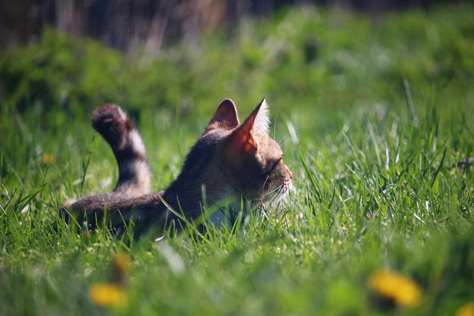 Canon EOS 100D (EOS Rebel SL1 / EOS Kiss X7) sample photo. Cat, mieze, kitten photography