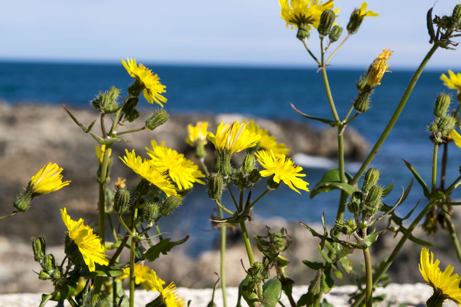 Nikon D5300 sample photo. Nature, plant, flower photography