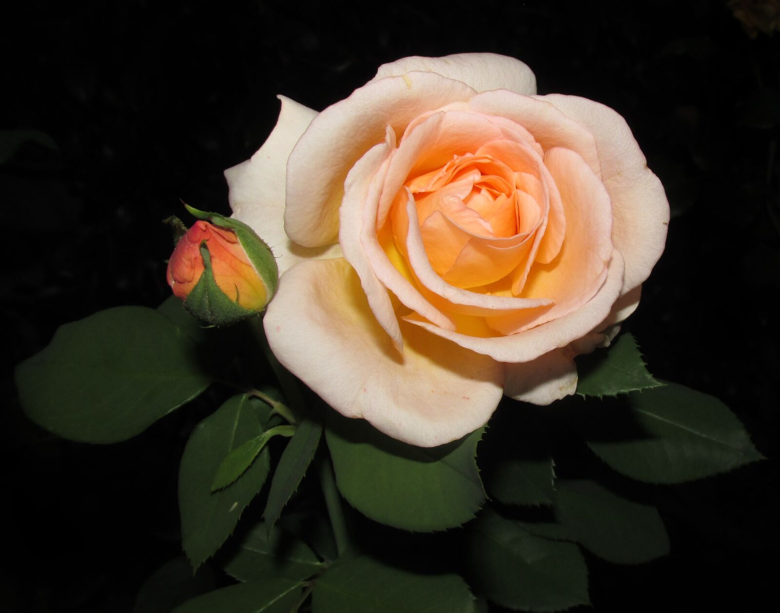 Canon PowerShot SX170 IS sample photo. Rose, flower, plant photography