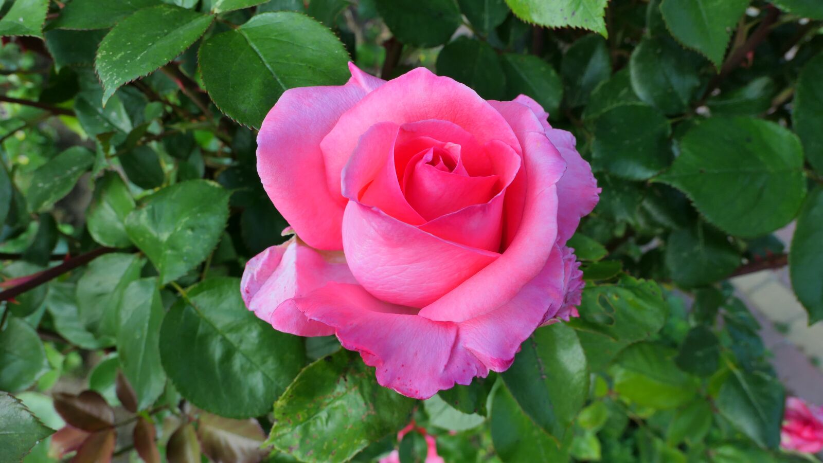 Panasonic Lumix DMC-LX10 (Lumix DMC-LX15) sample photo. Rose, flower, summer photography