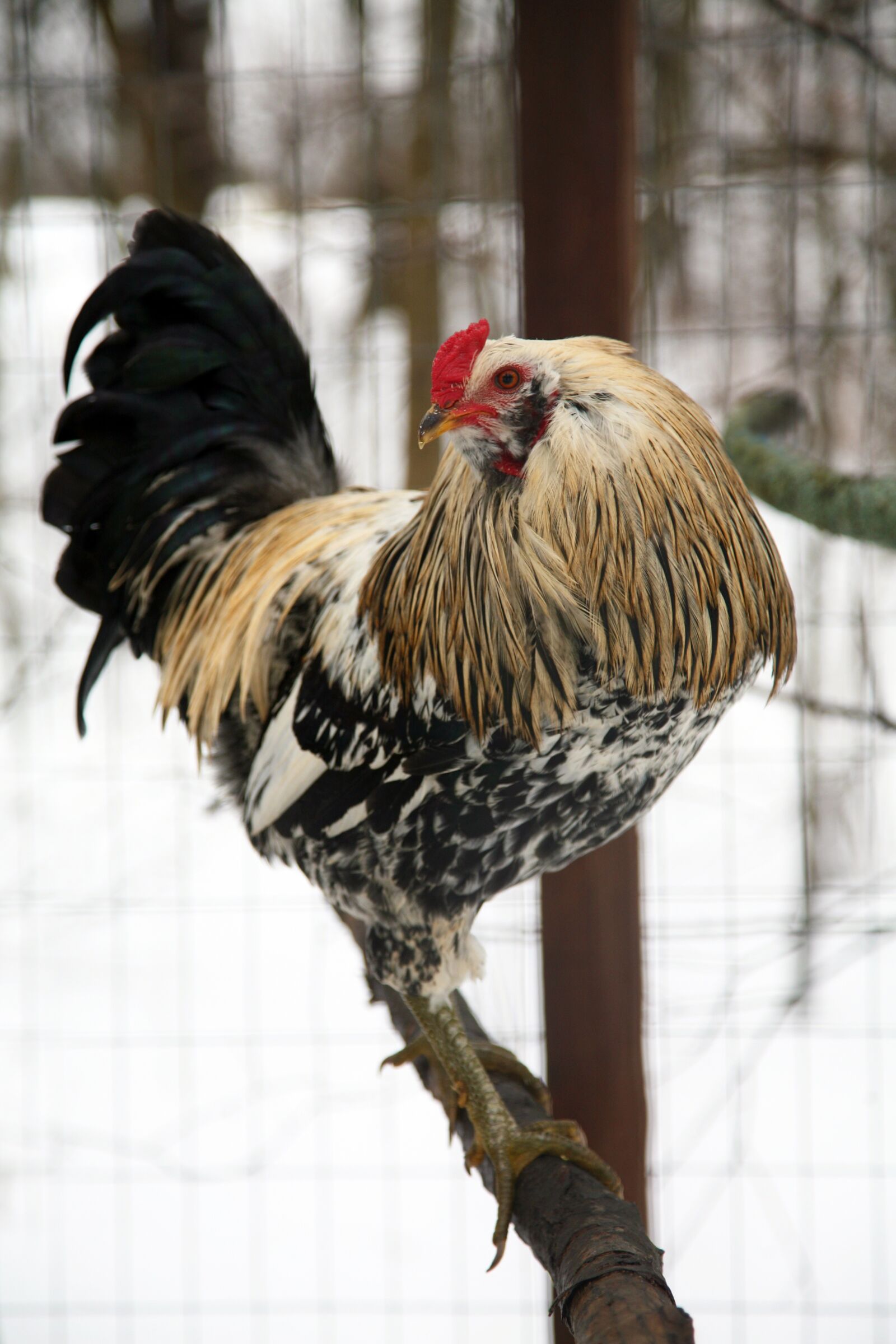 Canon EOS 5D sample photo. Rooster, nature, outdoors photography