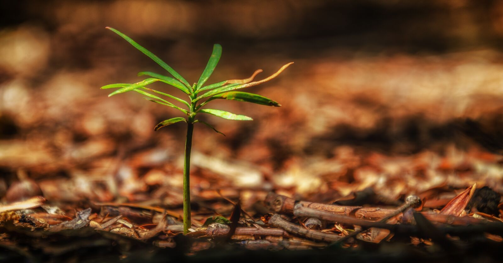 Nikon D7000 sample photo. Sapling, growth, brown photography
