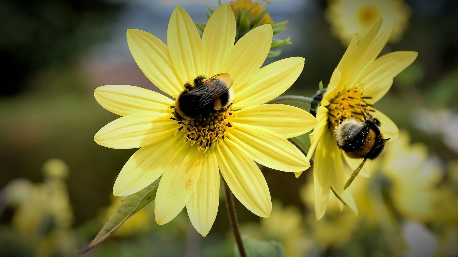 Nikon D5500 sample photo. Bee, blossom, bloom photography