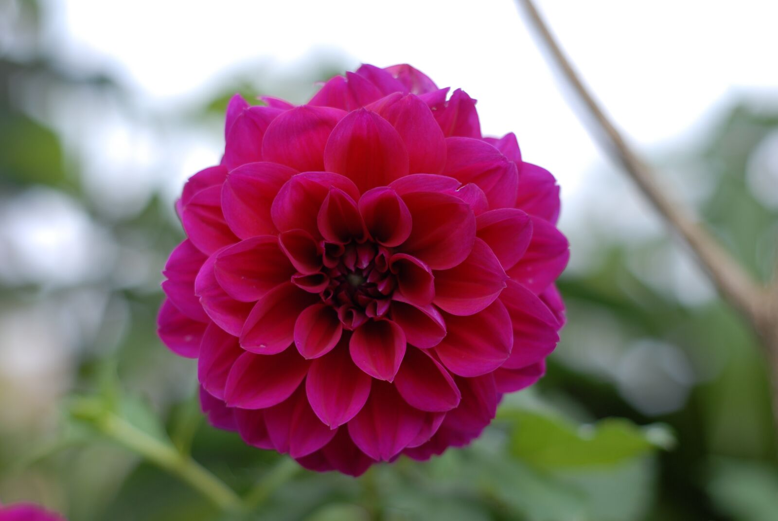 Nikon D200 sample photo. Rosa, purple flower, flowers photography