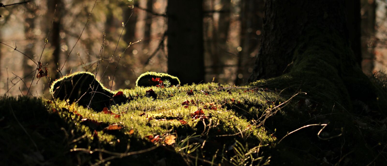 Canon EOS 80D sample photo. Forest, light, mood photography