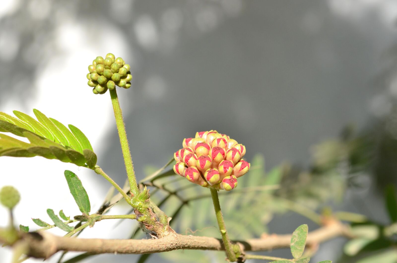 Nikon D5100 sample photo. Wildflowers, branch, shrub photography