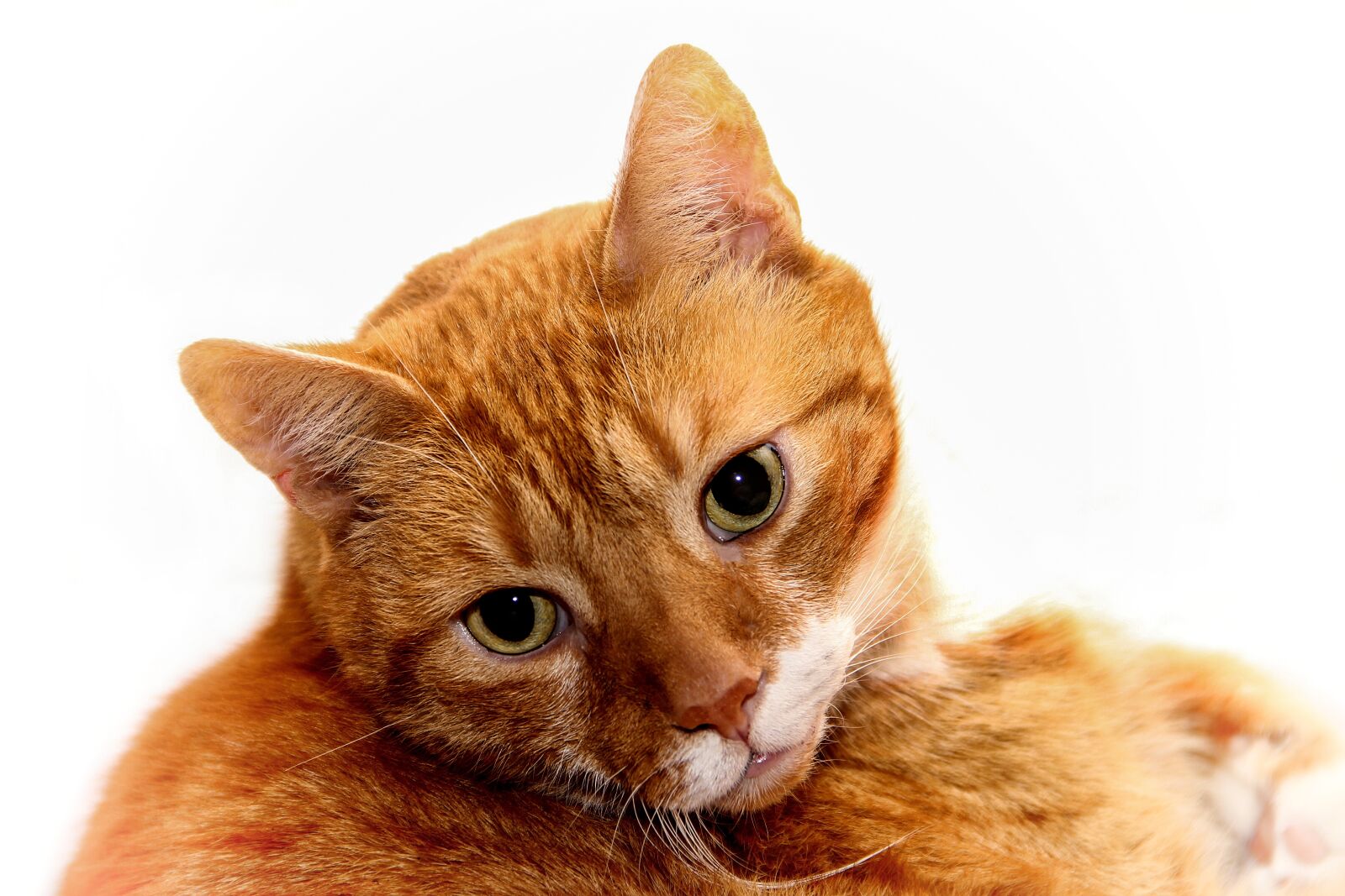 Canon EOS 600D (Rebel EOS T3i / EOS Kiss X5) sample photo. Cat, red, mackerel photography