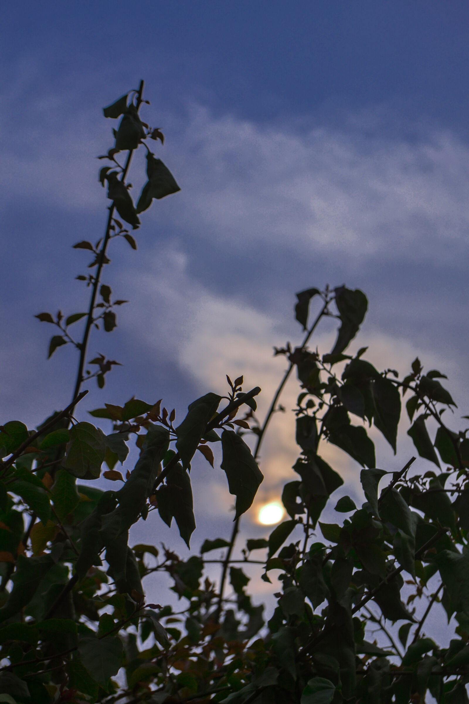Nikon D3100 sample photo