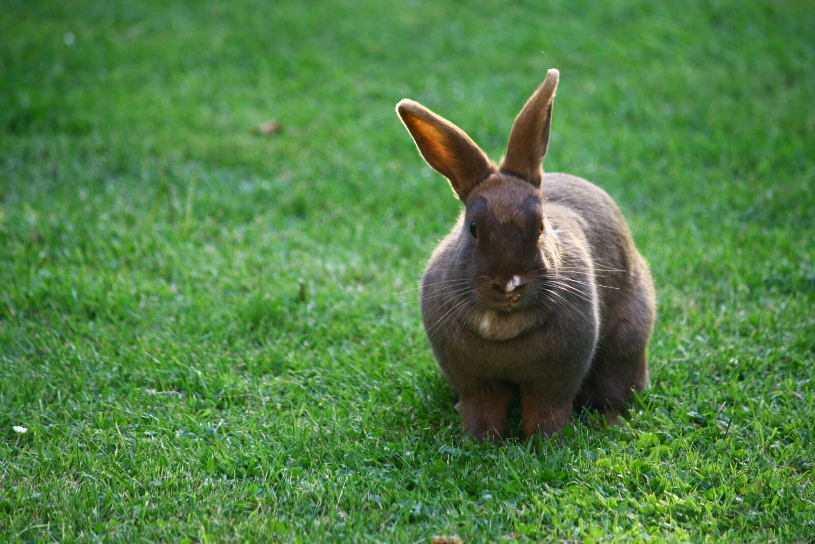 Canon EOS 400D (EOS Digital Rebel XTi / EOS Kiss Digital X) sample photo. Bunny, rabbit, pet photography