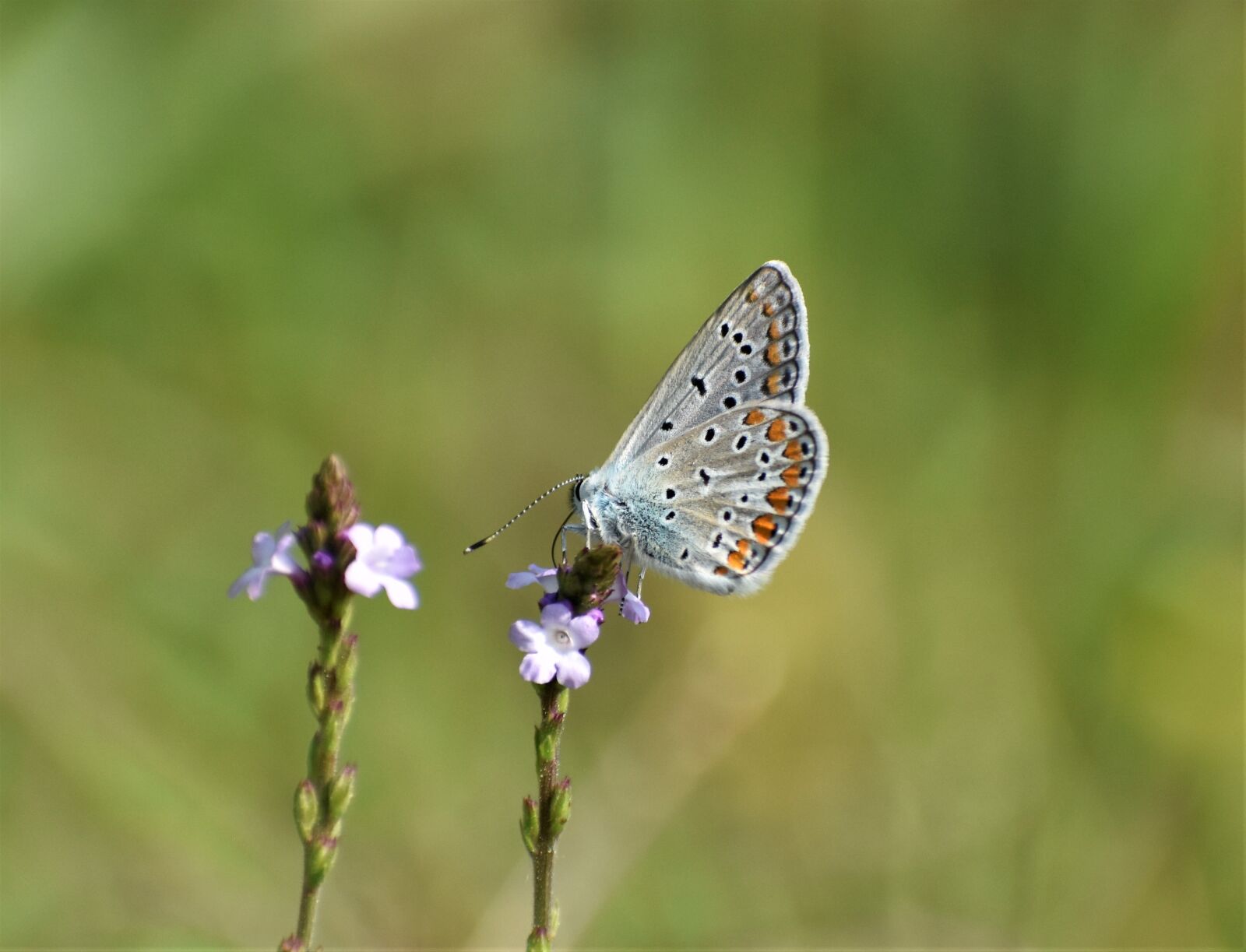 Nikon D3500 sample photo. Adonis blue, blue butterfly photography