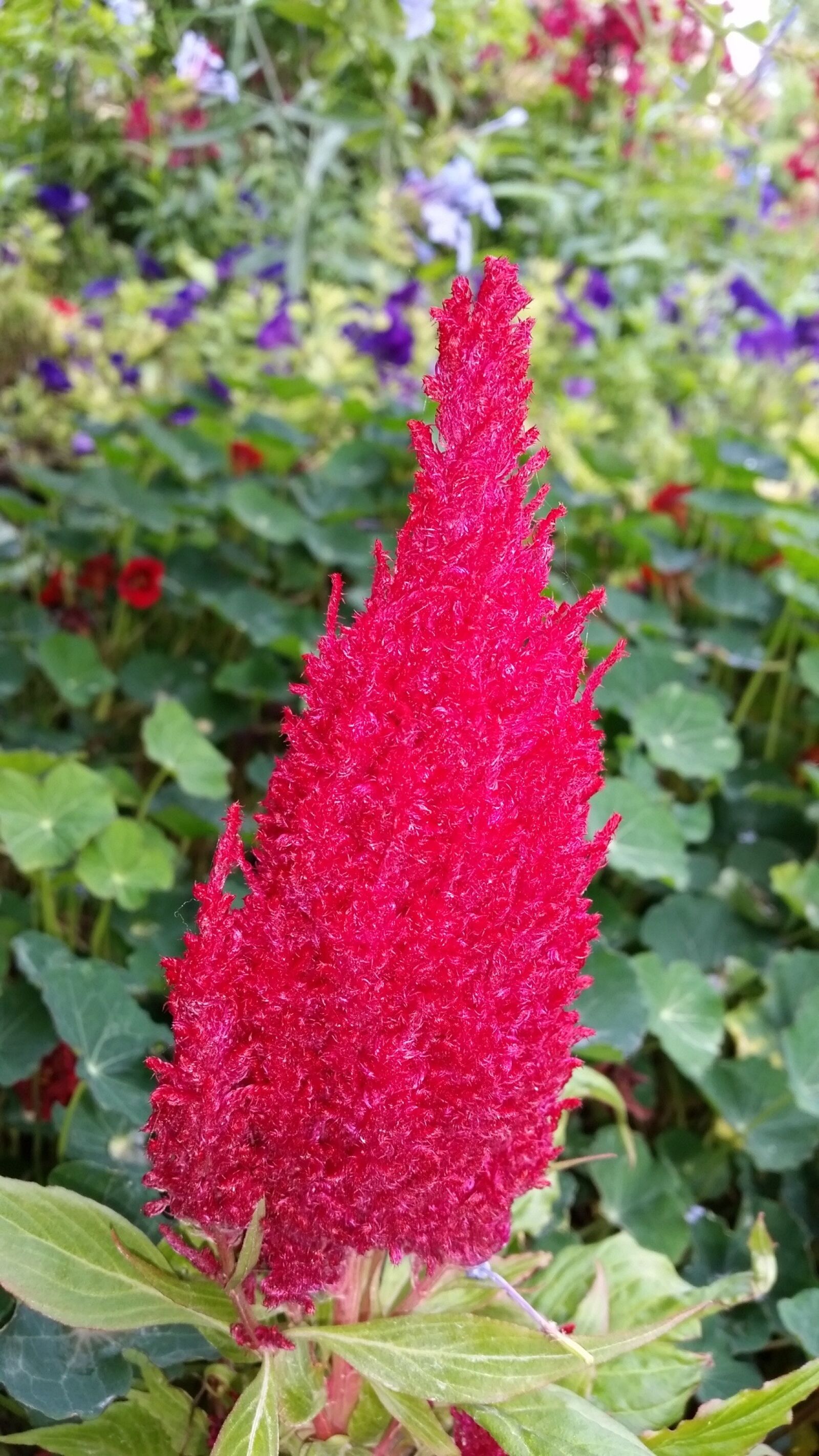 Samsung Galaxy S5 sample photo. Flower, red, nature photography