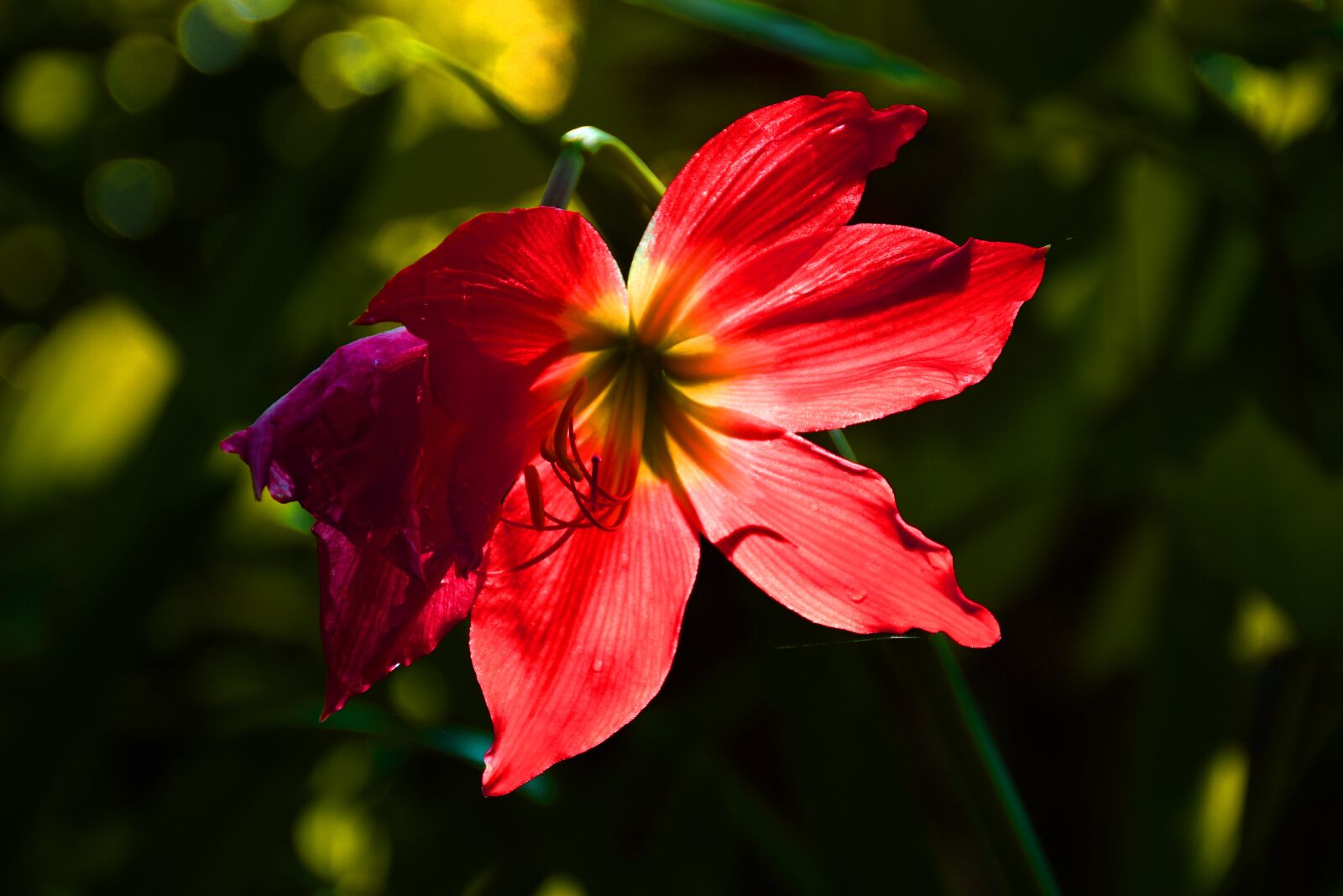 Nikon D7500 sample photo. Lilly, red lily, flower photography