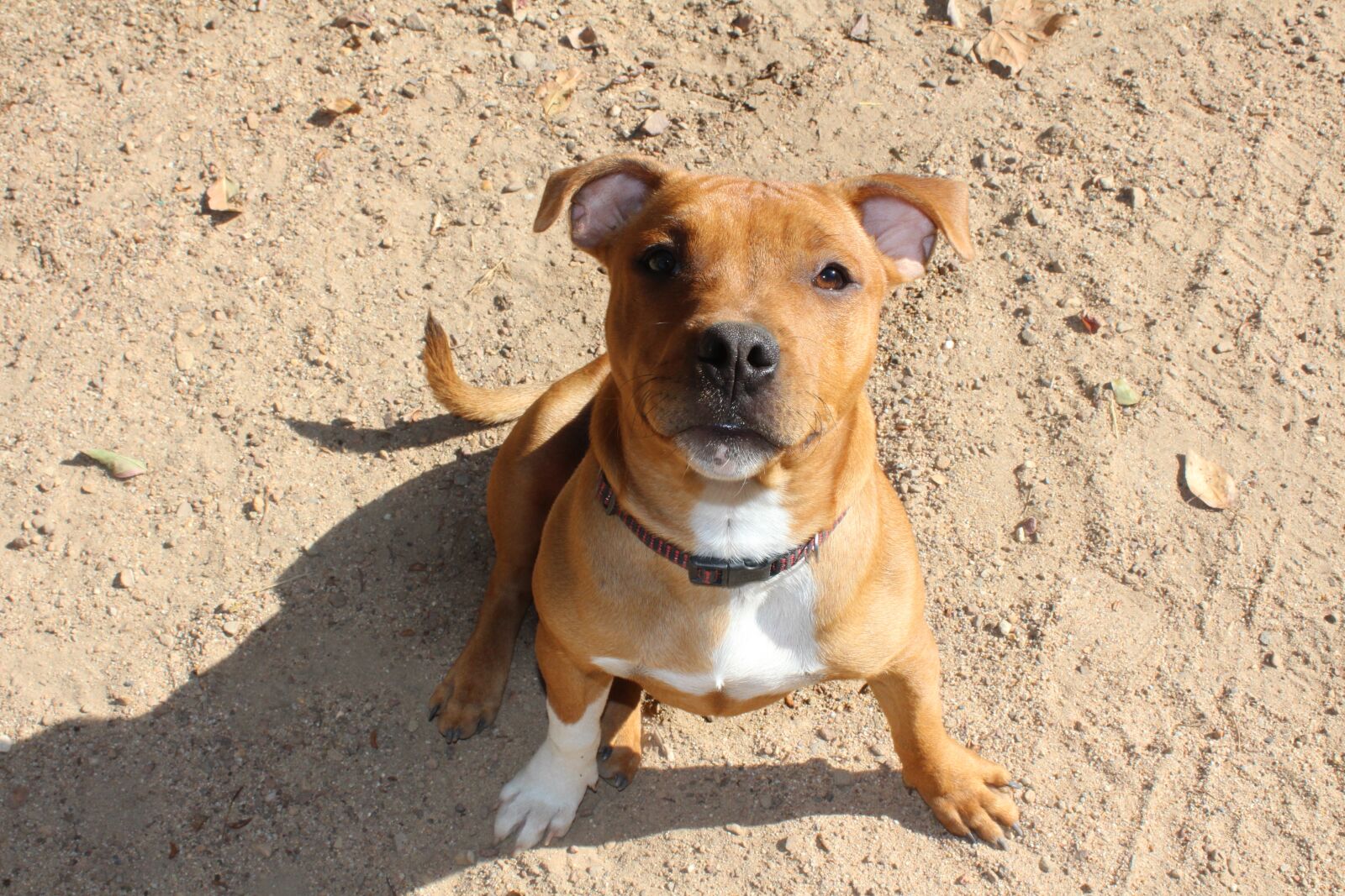 Canon EOS 650D (EOS Rebel T4i / EOS Kiss X6i) sample photo. Puppy, dog, staffy photography