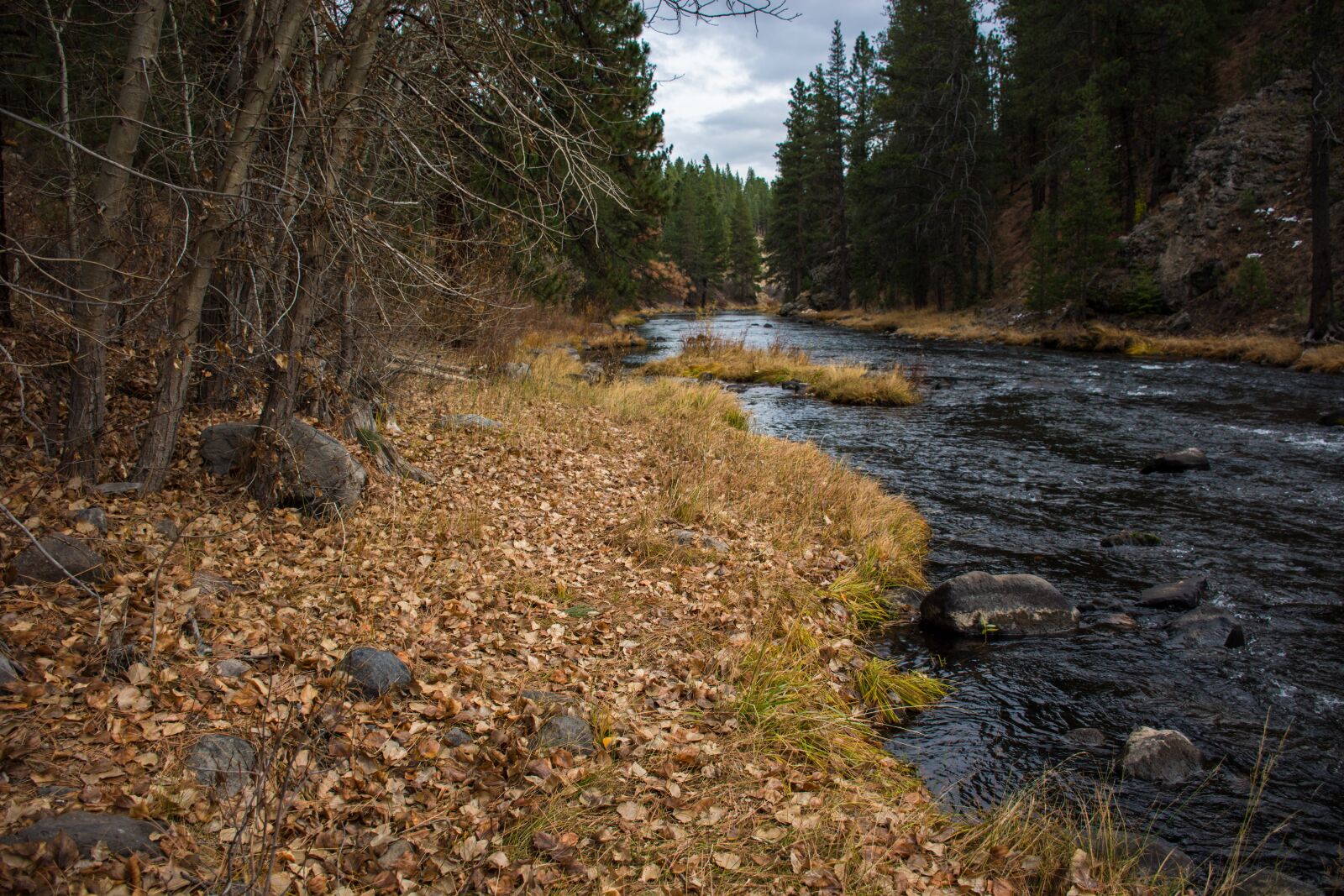Nikon D7100 sample photo. Nature, wood, water photography