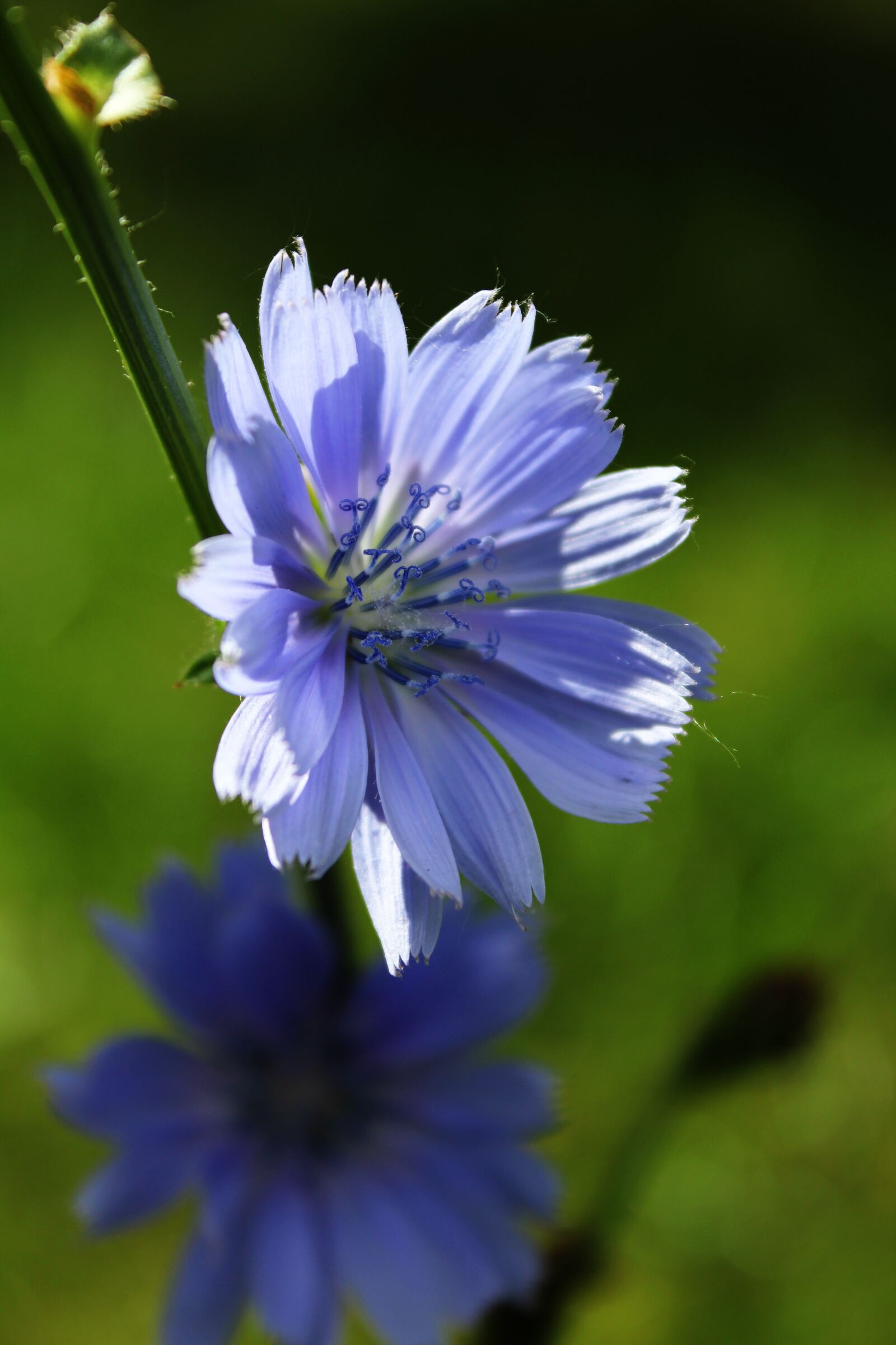 Canon EOS 550D (EOS Rebel T2i / EOS Kiss X4) sample photo. Chicory, flower, purple flower photography