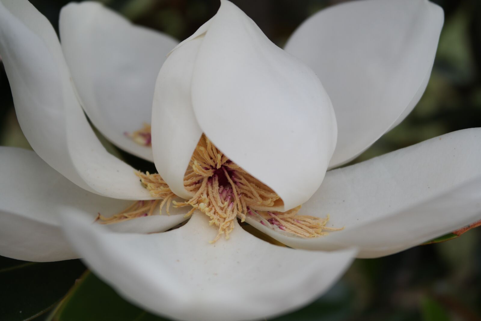 Samsung NX2000 sample photo. Magnolia, flower, bloom photography