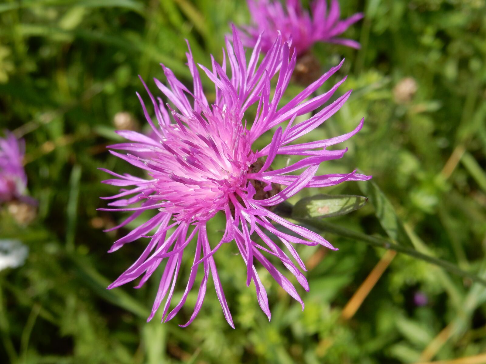 Nikon Coolpix S9900 sample photo. Knapweed, purple, violet photography
