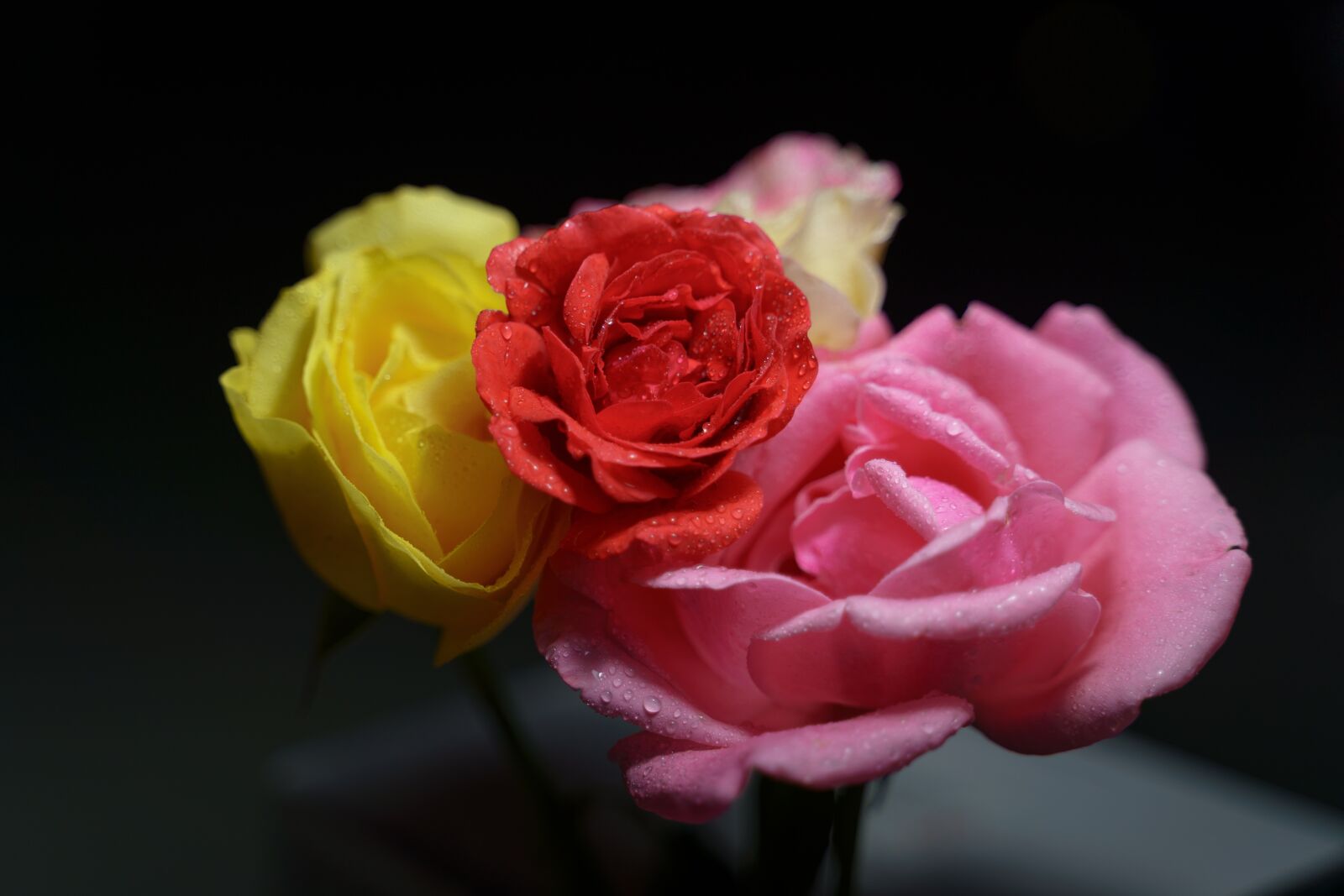Sony a7 III sample photo. Rose, flowers photography