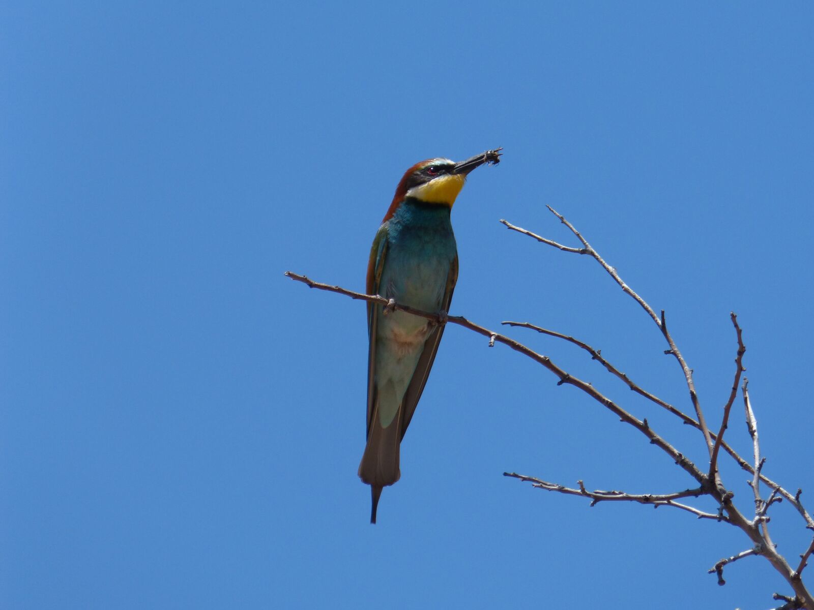 Panasonic DMC-FZ62 sample photo. Bee-eater, insectivorous, branch photography