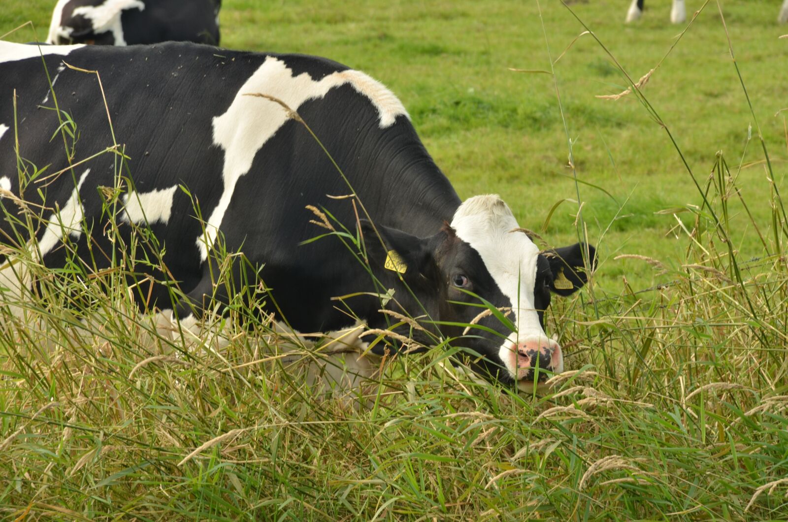 Nikon D7000 sample photo. Cow, beef, cattle photography