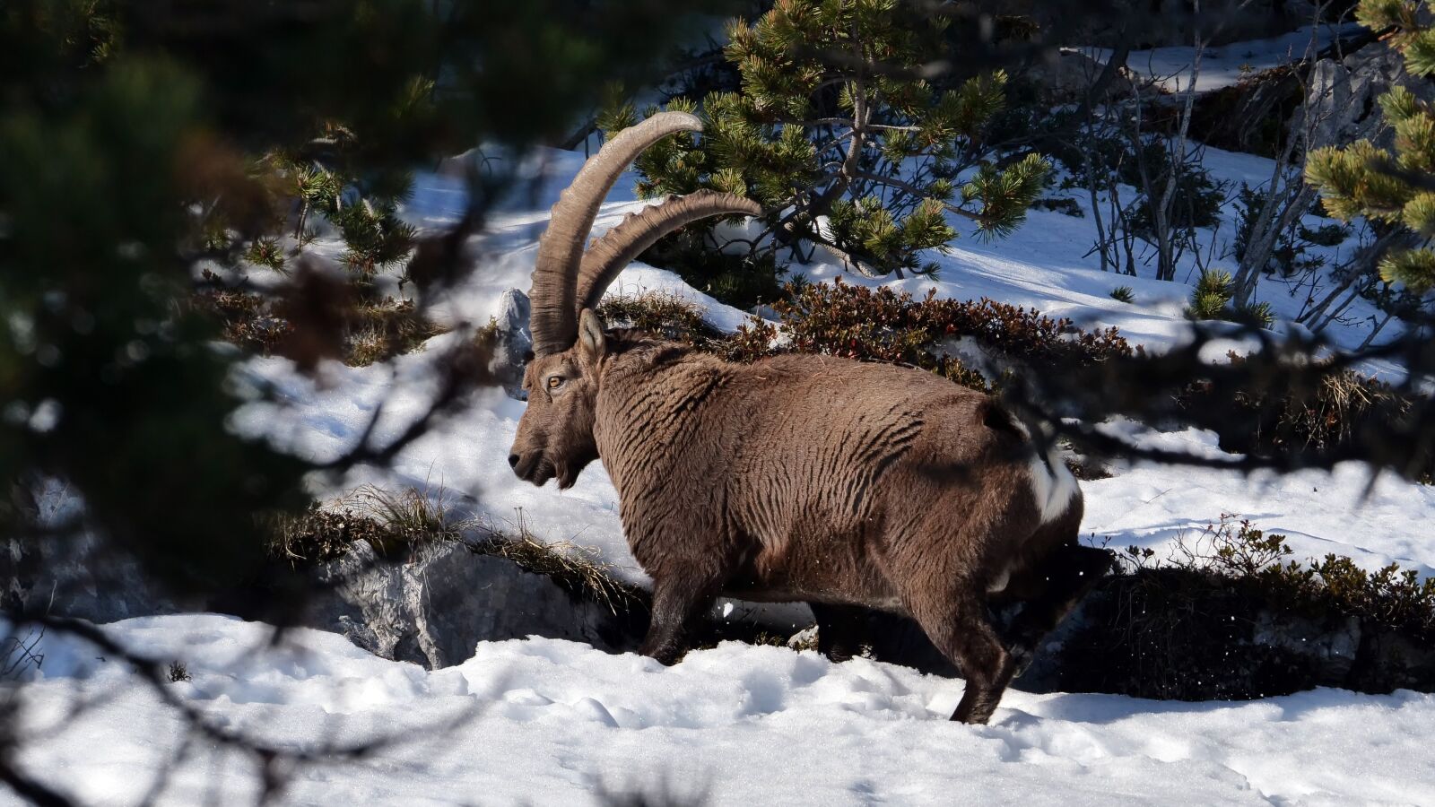 Panasonic Lumix DC-G9 sample photo. Ibex, winter, snow photography