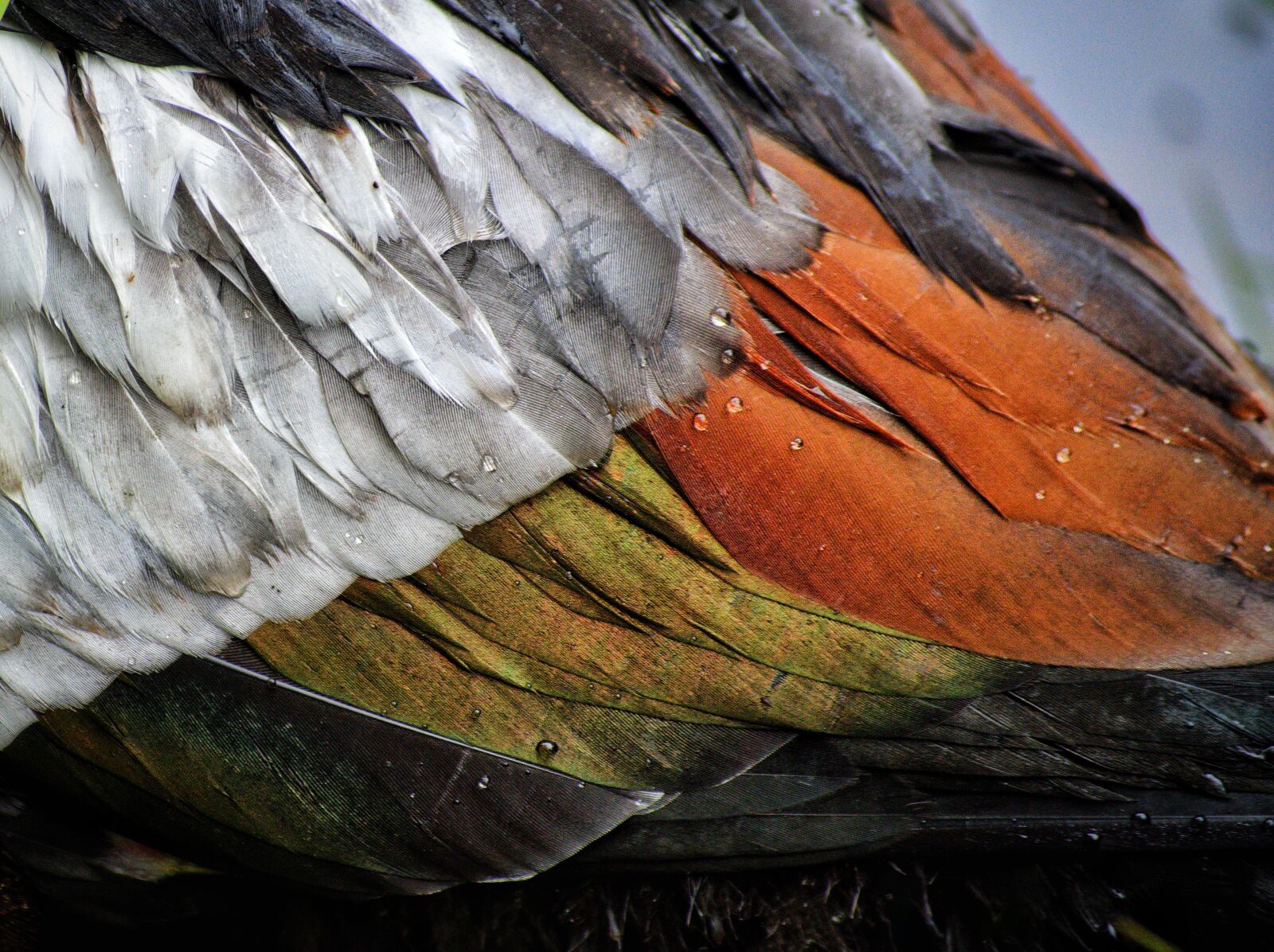 Nikon D3300 sample photo. Feathers, duck, bird photography