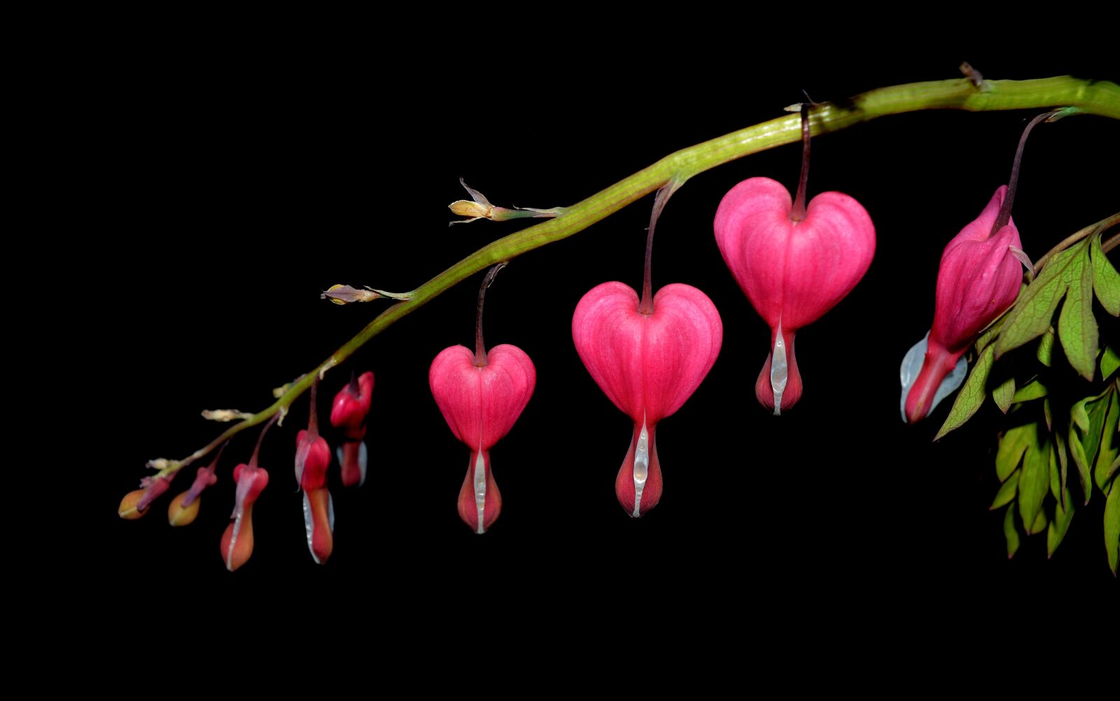 Nikon D3200 sample photo. Watery heart, flower, two photography