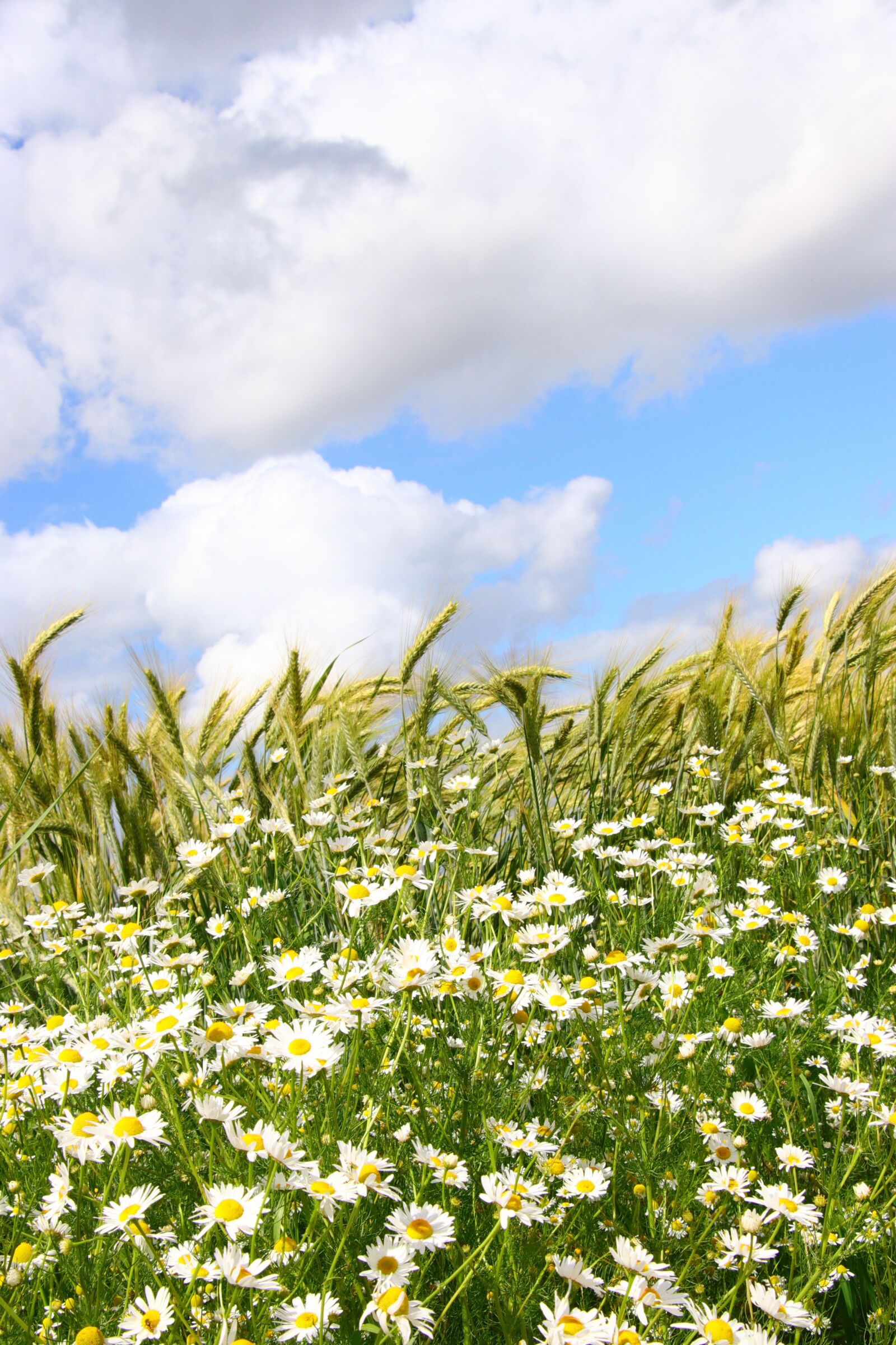 Canon EOS 80D sample photo. Spring, sky, landscape photography