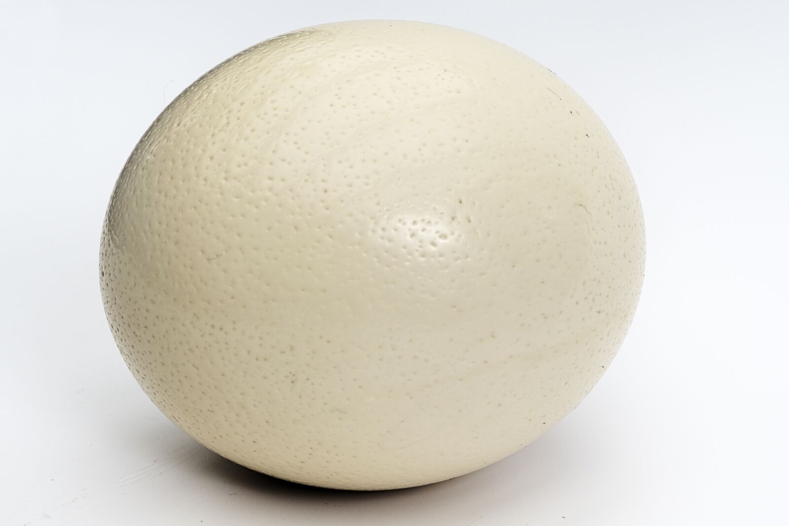 Panasonic Lumix DMC-FZ1000 sample photo. Ostrich egg, egg, large photography