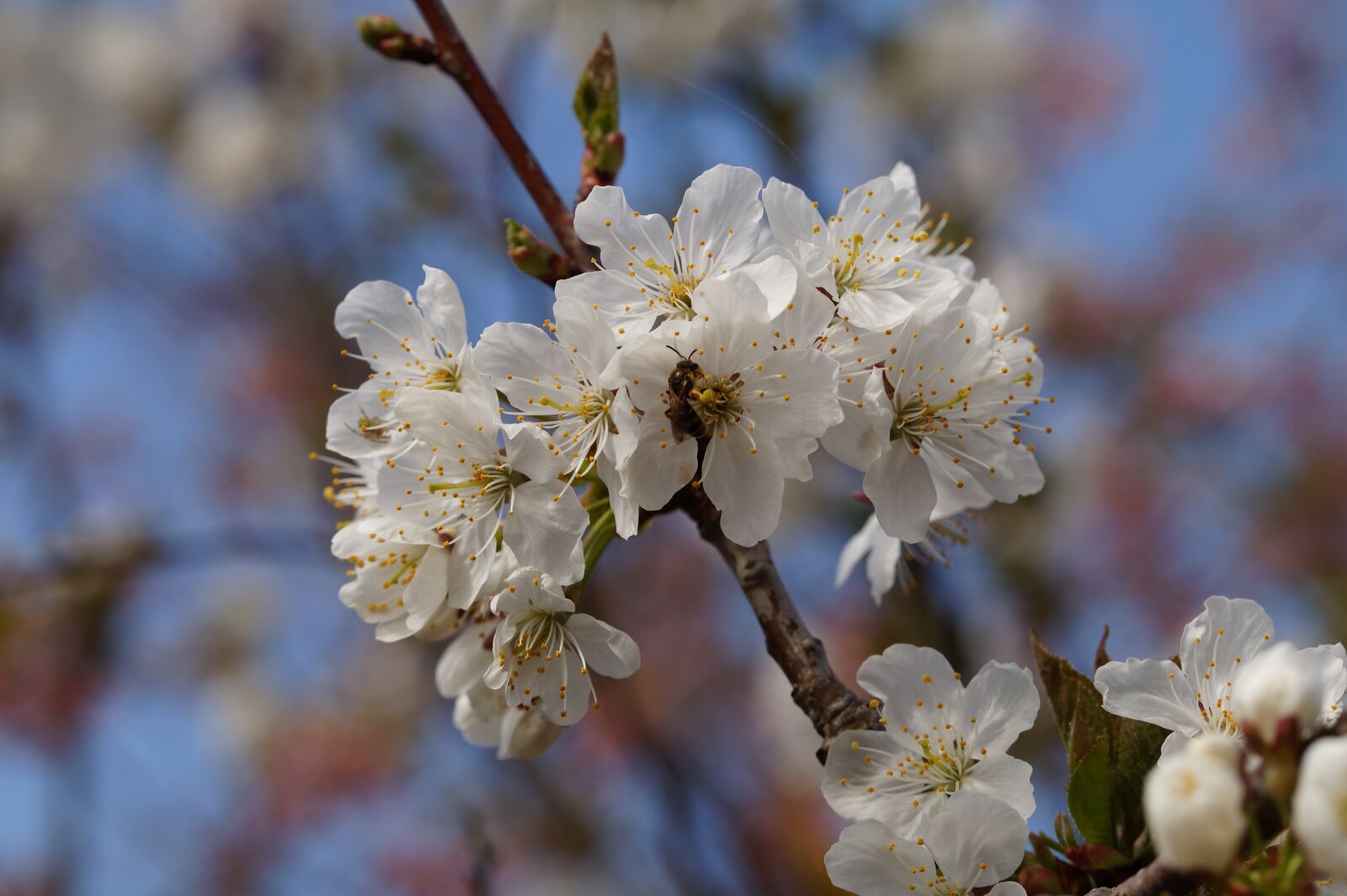 Sony SLT-A58 sample photo. Apple blossom, bee, spring photography