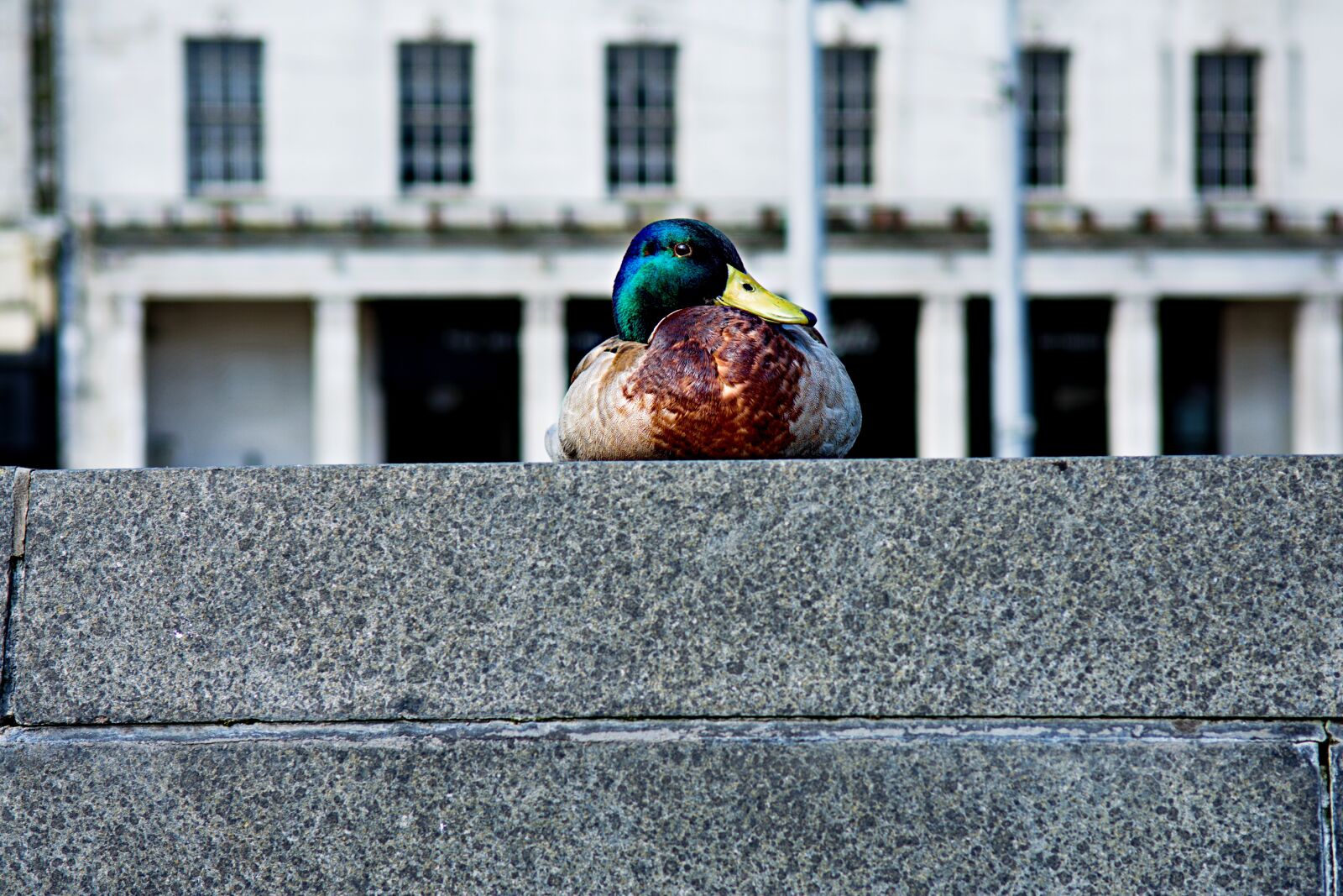 Nikon D3400 sample photo. Mallard, duck, bird photography