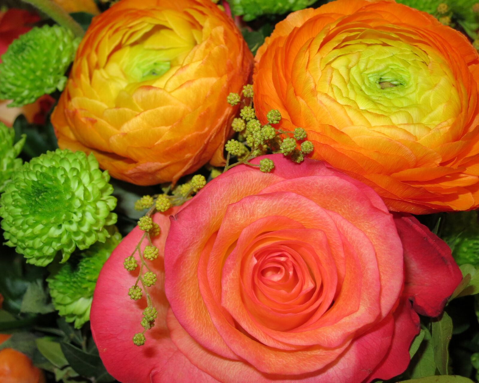 Canon PowerShot S100 sample photo. Ranunkeln, rose, flowers photography