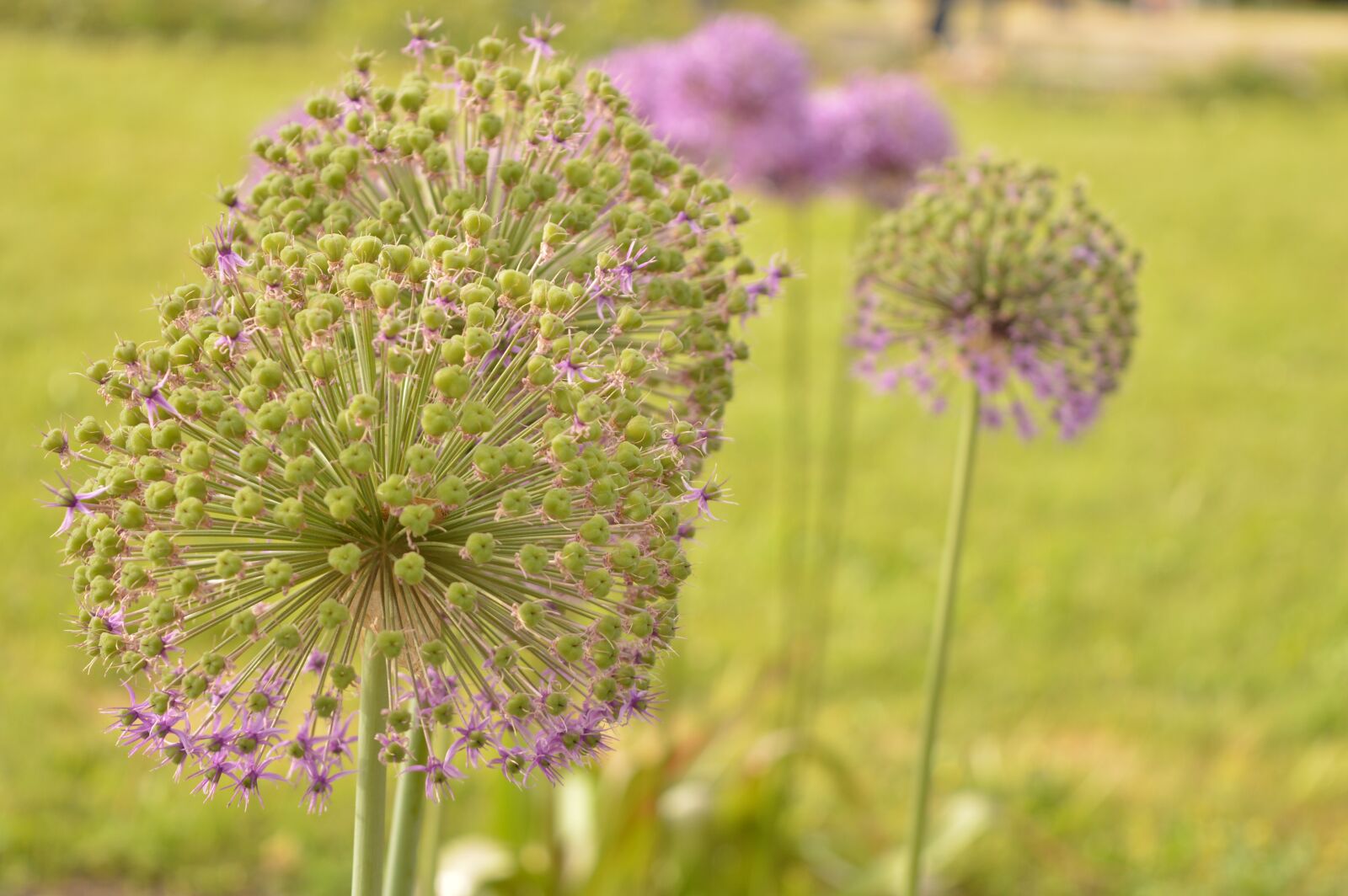 Nikon D3200 sample photo. Flower, violet, macro photography