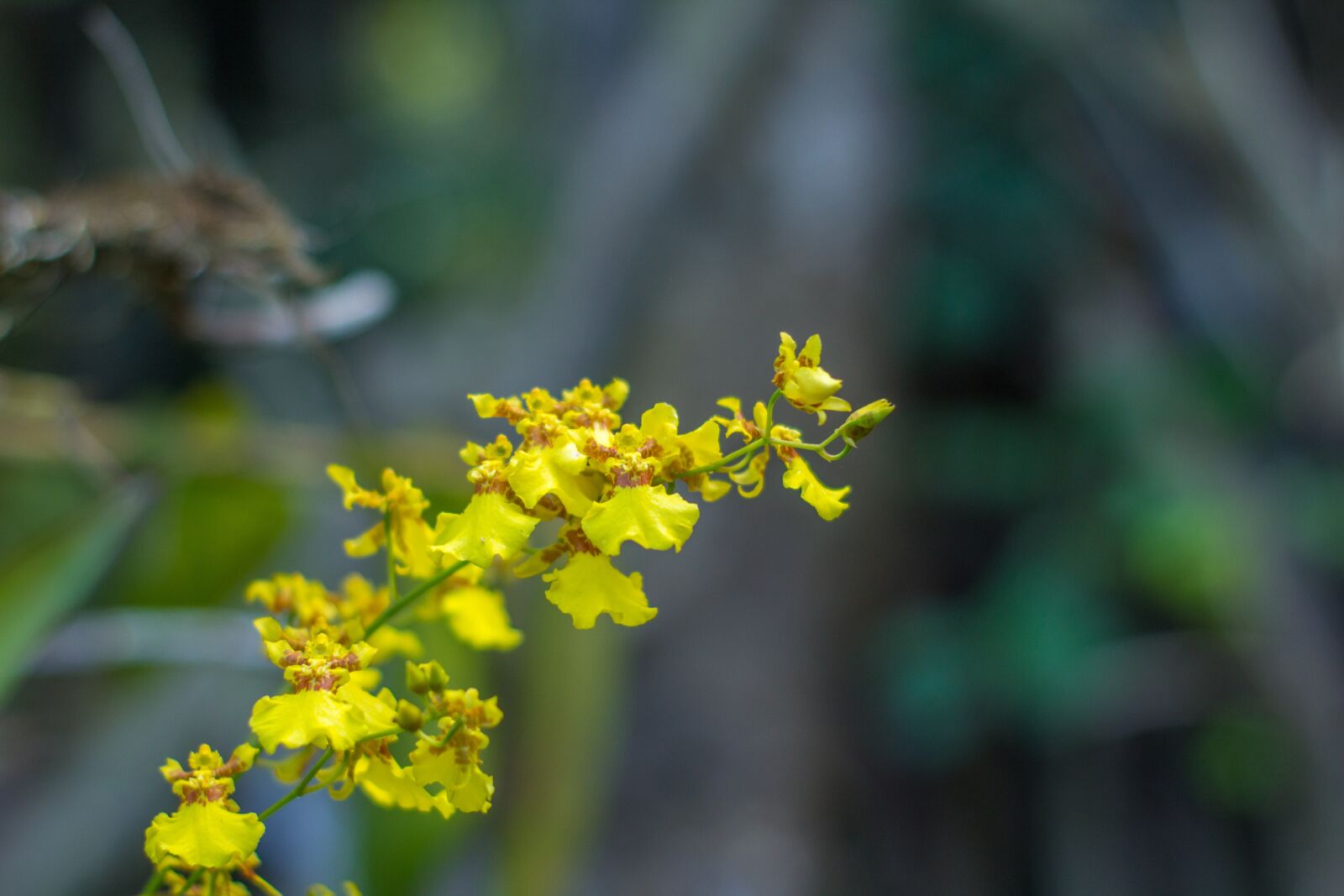 Canon EOS 1200D (EOS Rebel T5 / EOS Kiss X70 / EOS Hi) sample photo. Yellow, yellow flower, flower photography