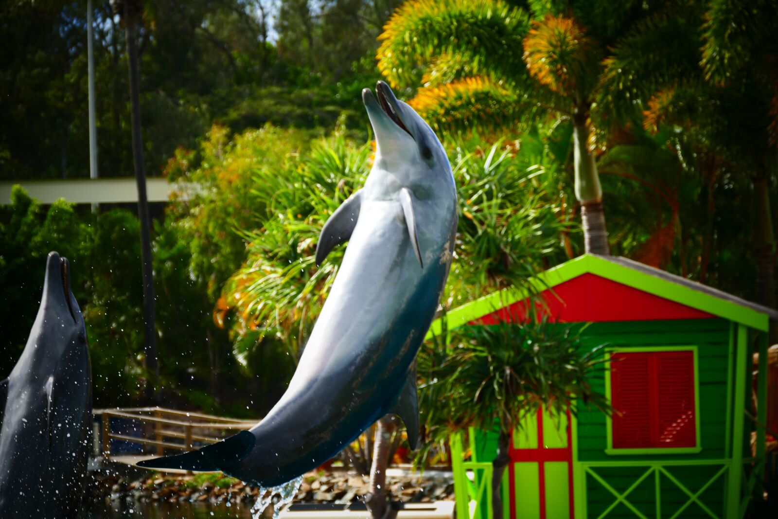 Panasonic Lumix DMC-FZ1000 sample photo. Dolphin, smile, jump photography