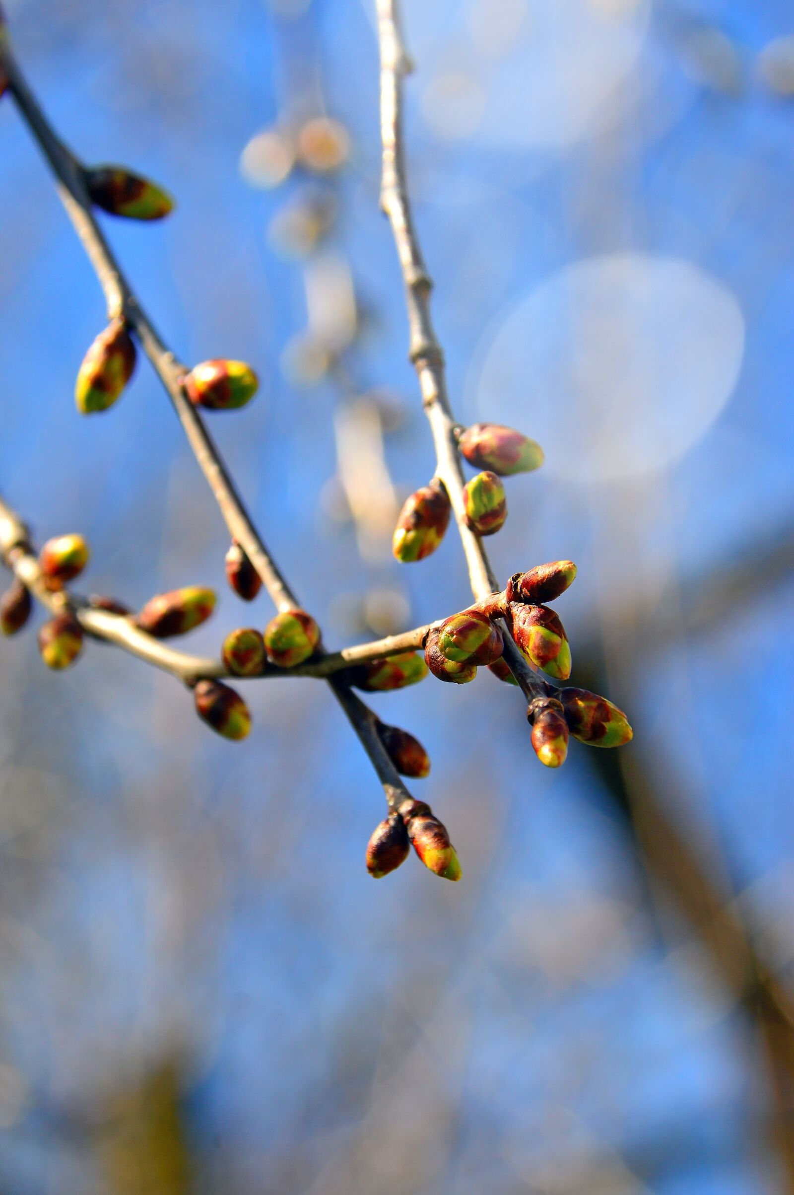 Nikon D3200 sample photo. Branch, nature, wood photography