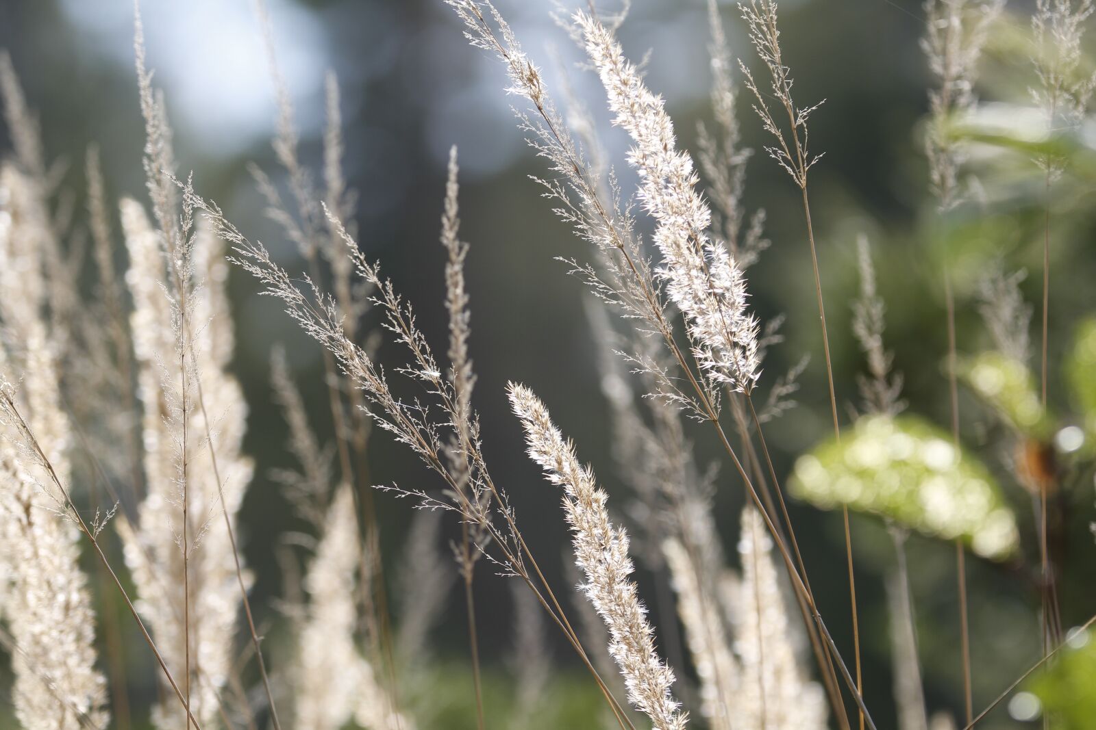 Canon EOS 7D sample photo. Nature, plants, forest photography