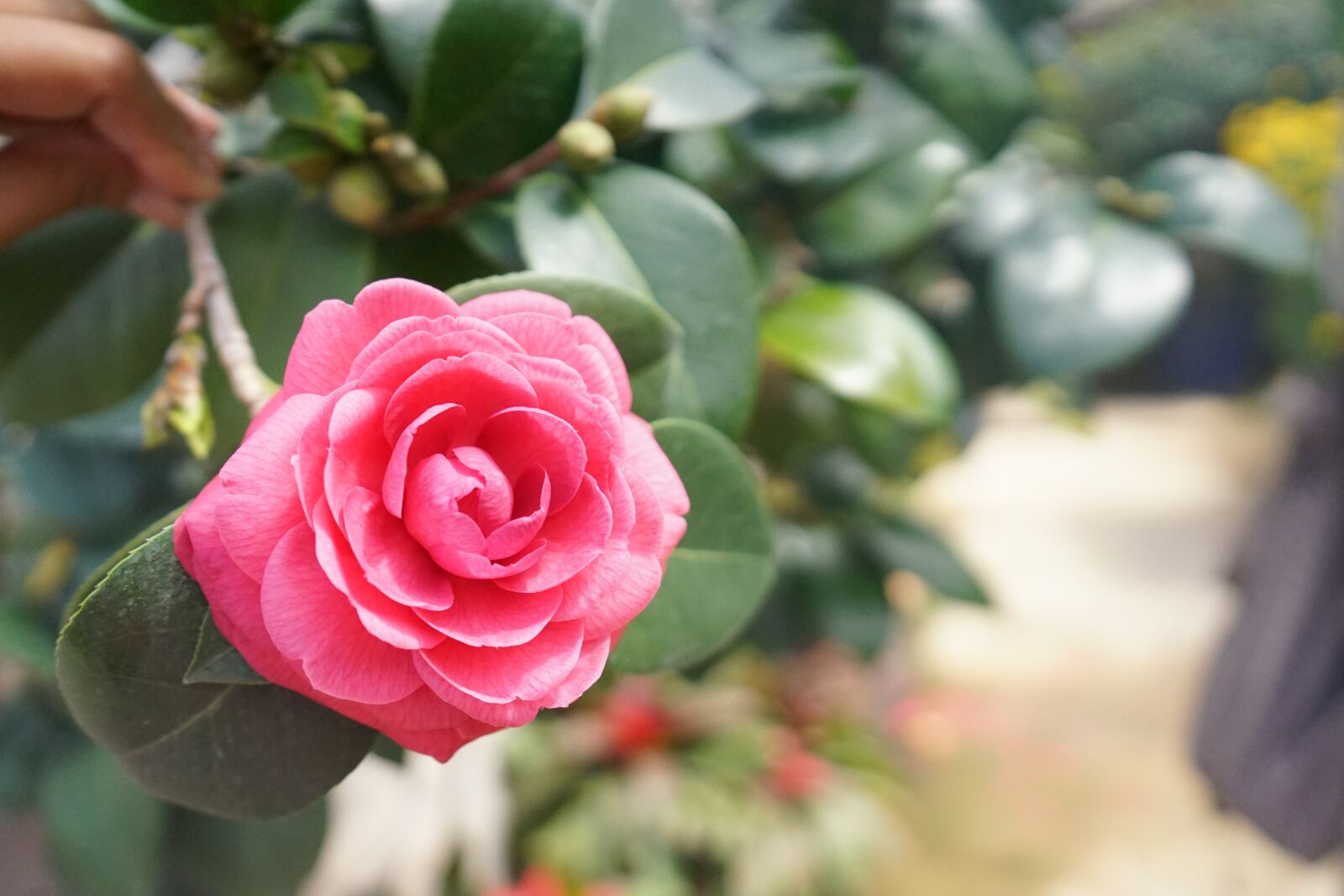 Sony FE 28-70mm F3.5-5.6 OSS sample photo. Flower, tree, flowers photography