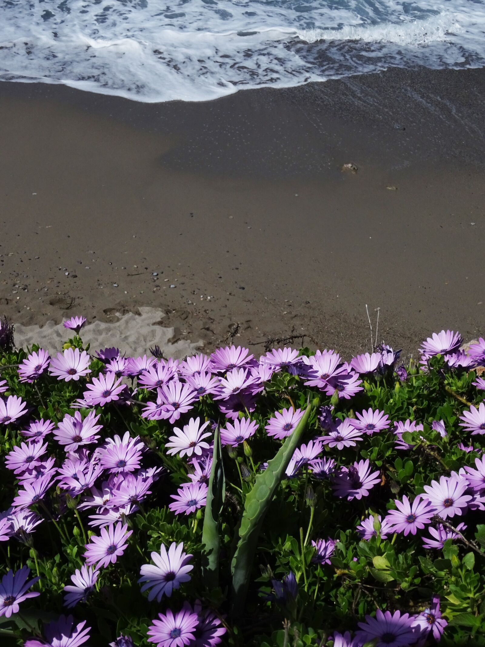 Sony DSC-HX60 sample photo. Osteospermum, crete, beach photography