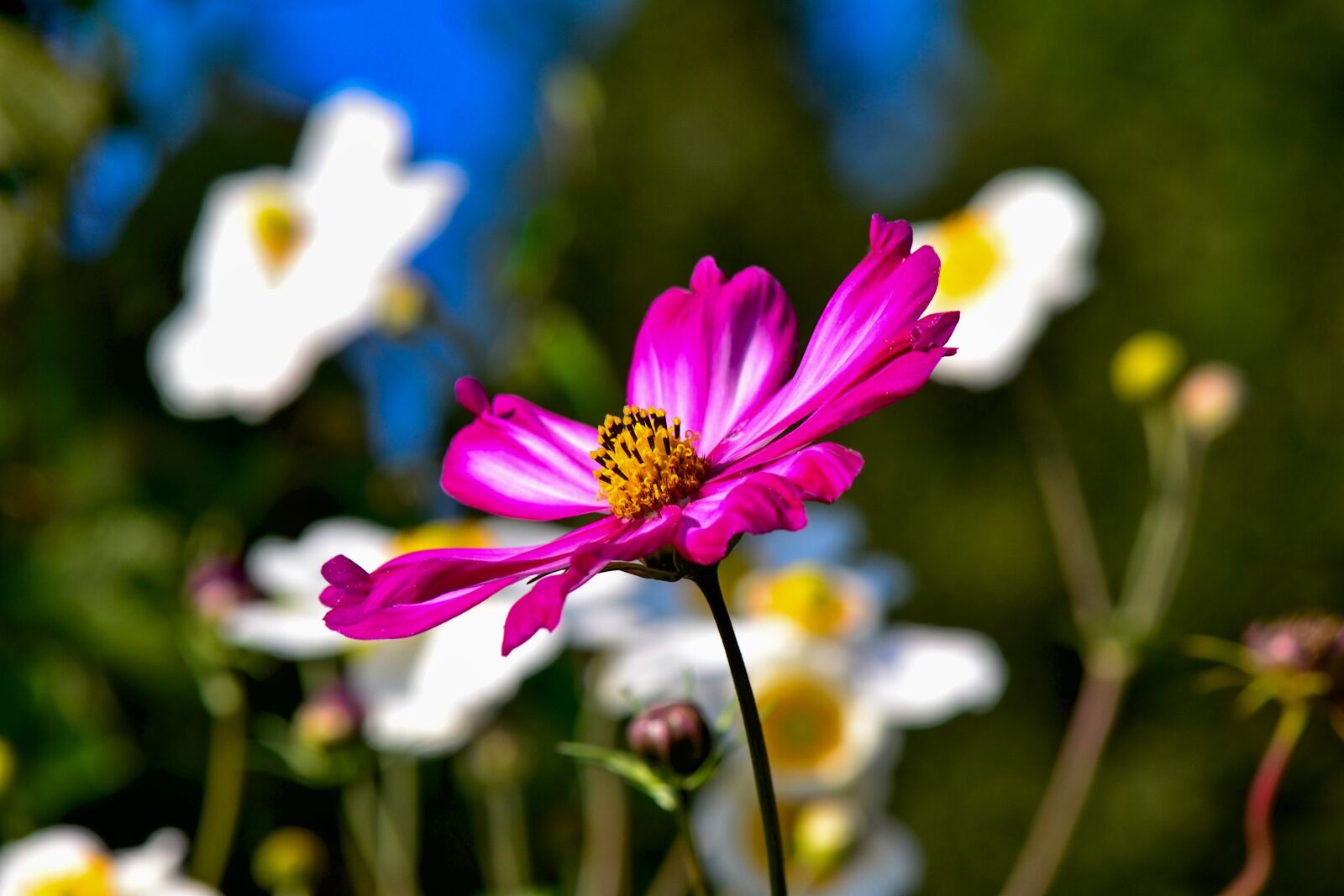 Nikon D3100 sample photo. Cosmea, flower, garden photography