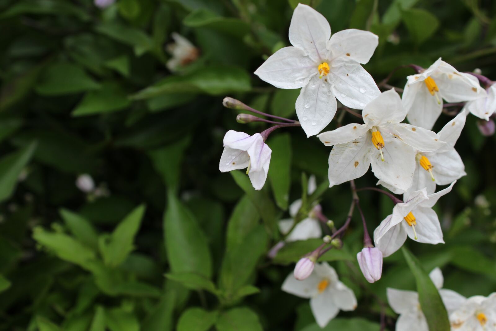 Canon EOS 1200D (EOS Rebel T5 / EOS Kiss X70 / EOS Hi) sample photo. Flowers, nature, flower photography